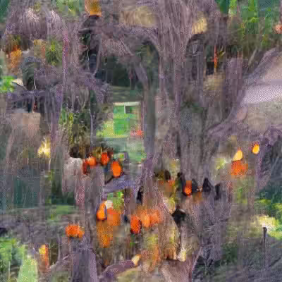Witches Forest