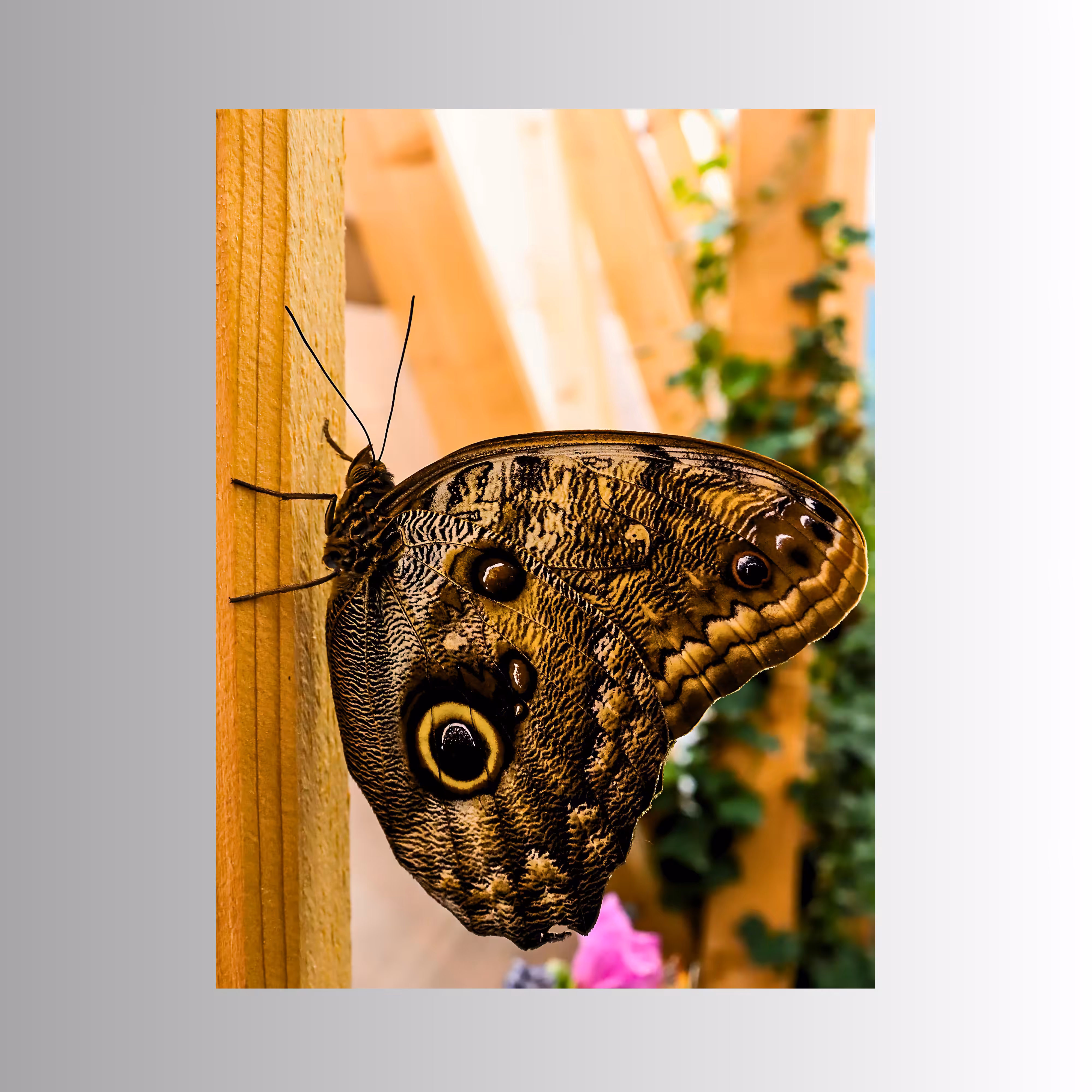 In Detail: Butterfly