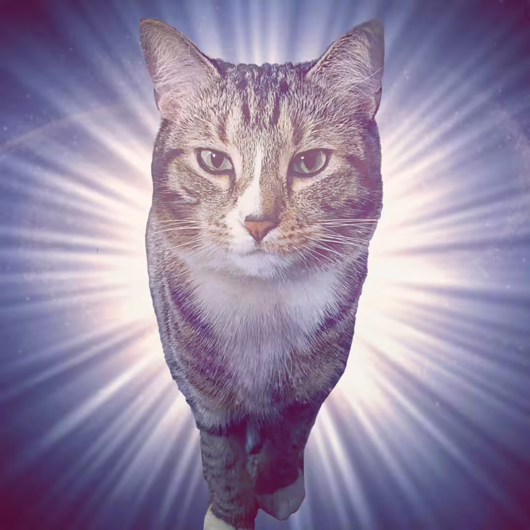 TheLionKitty