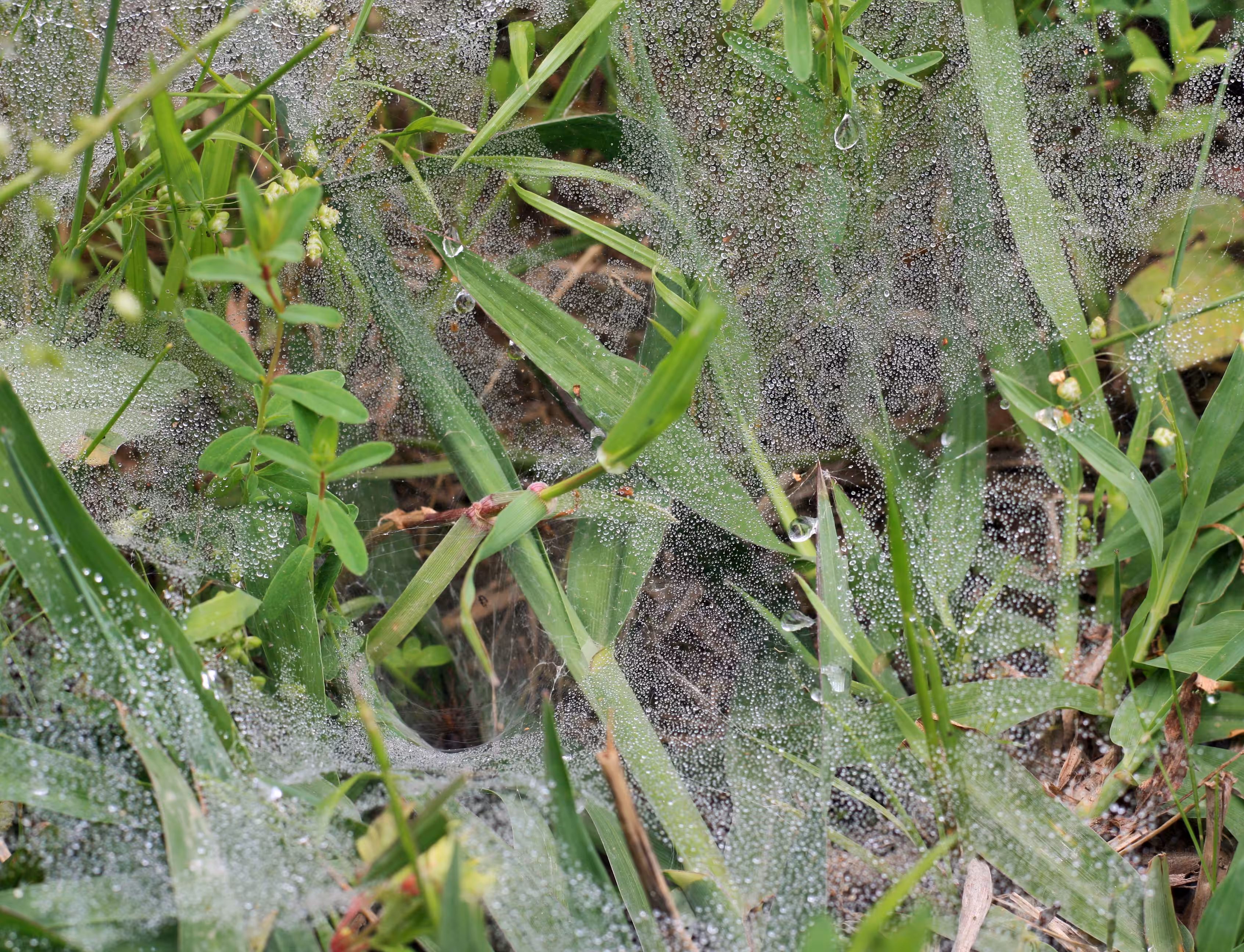 Dew