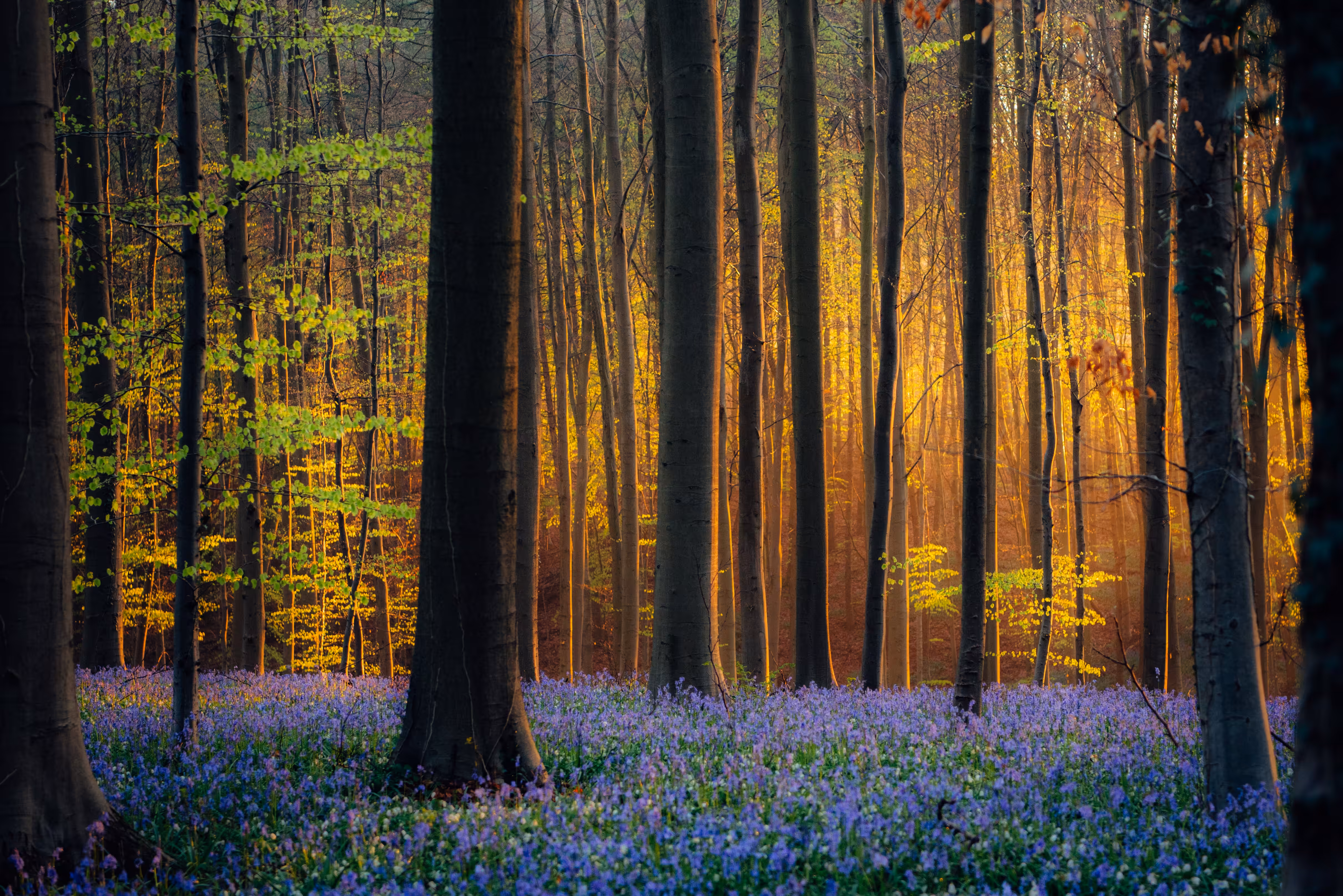 Fairy Woods