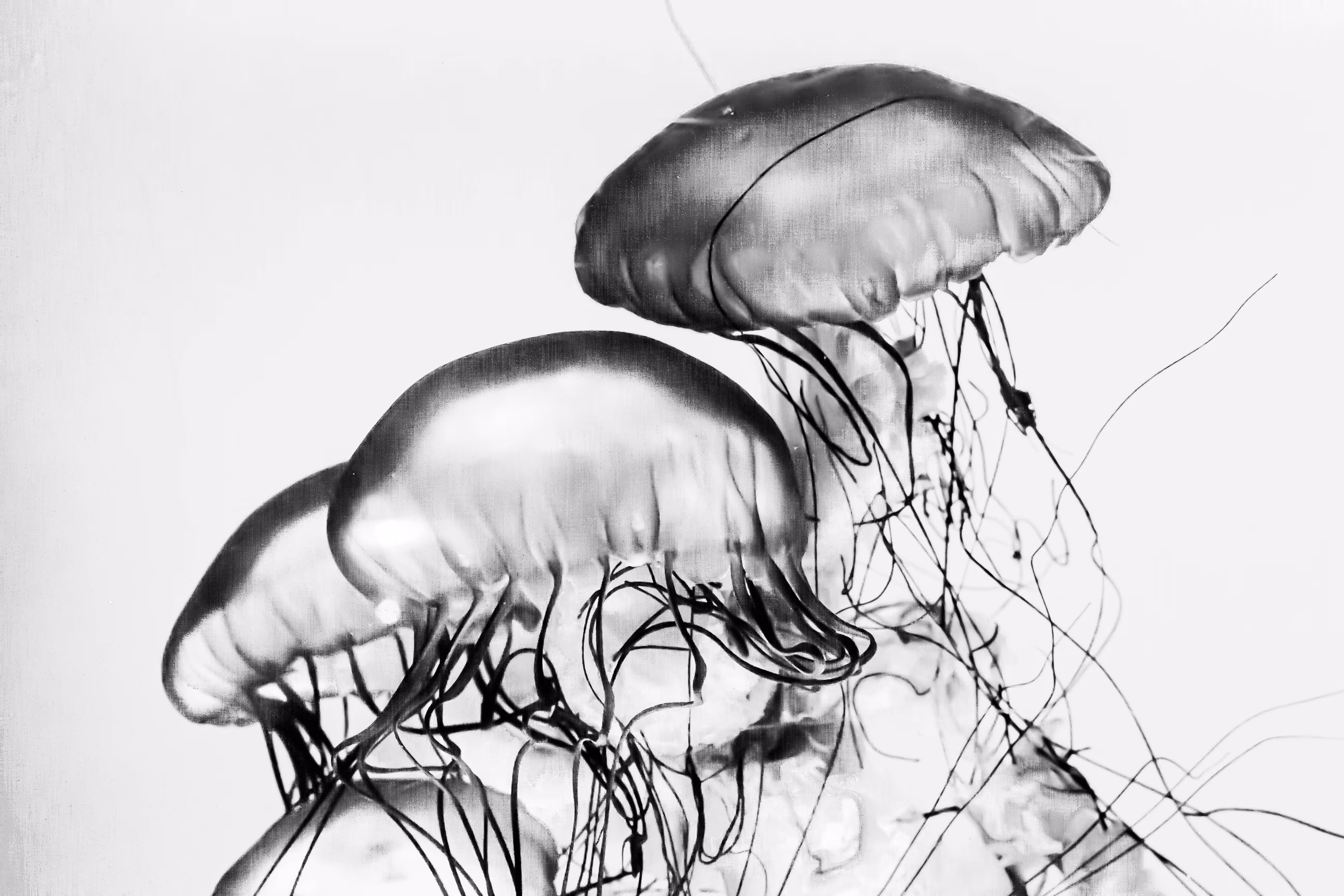 Medusas #5