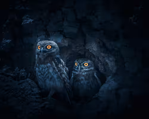The Brothers