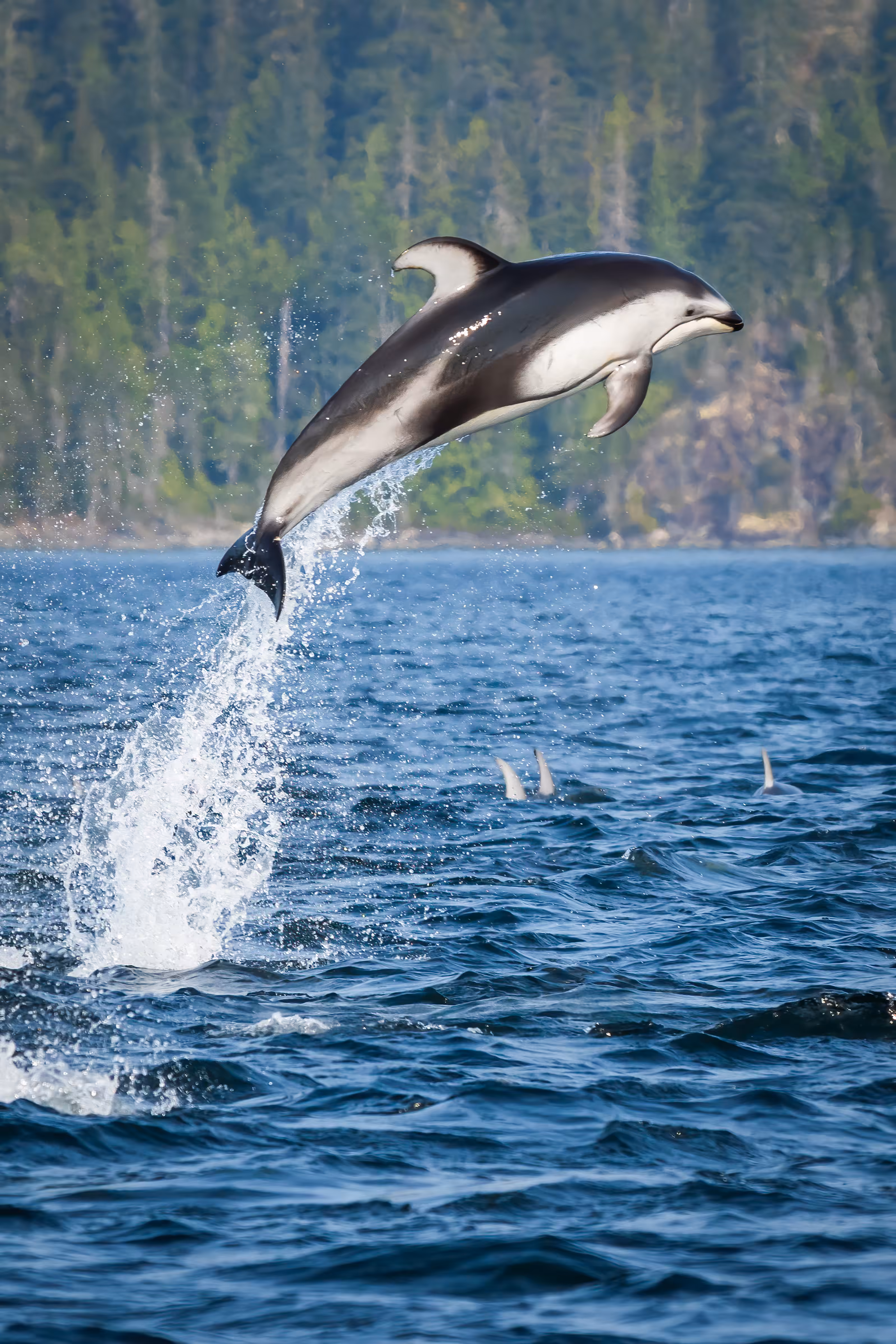 Dolphin Days: Loki