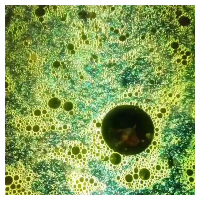 Dishwashing Psychosis