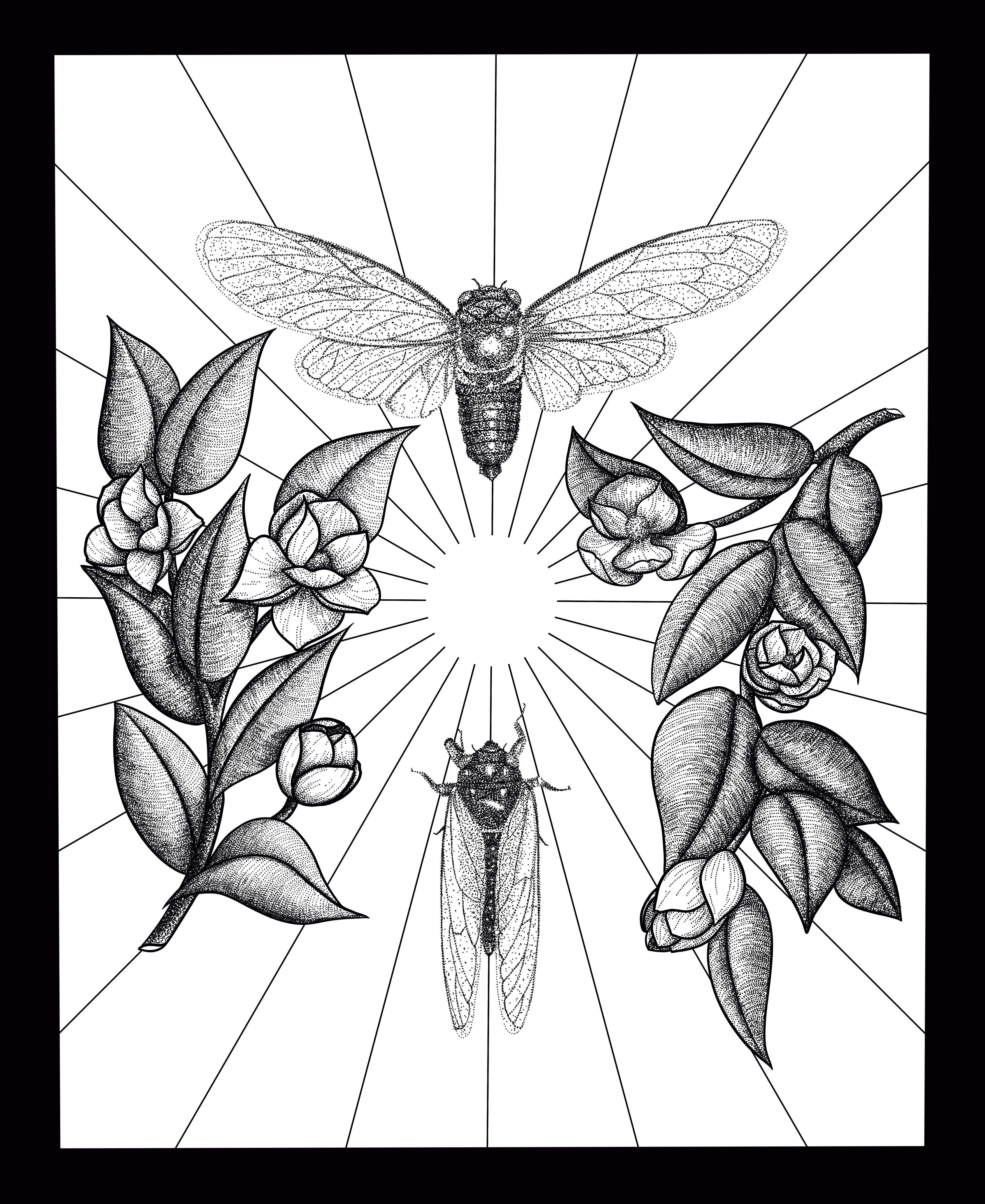 Cicada Summer