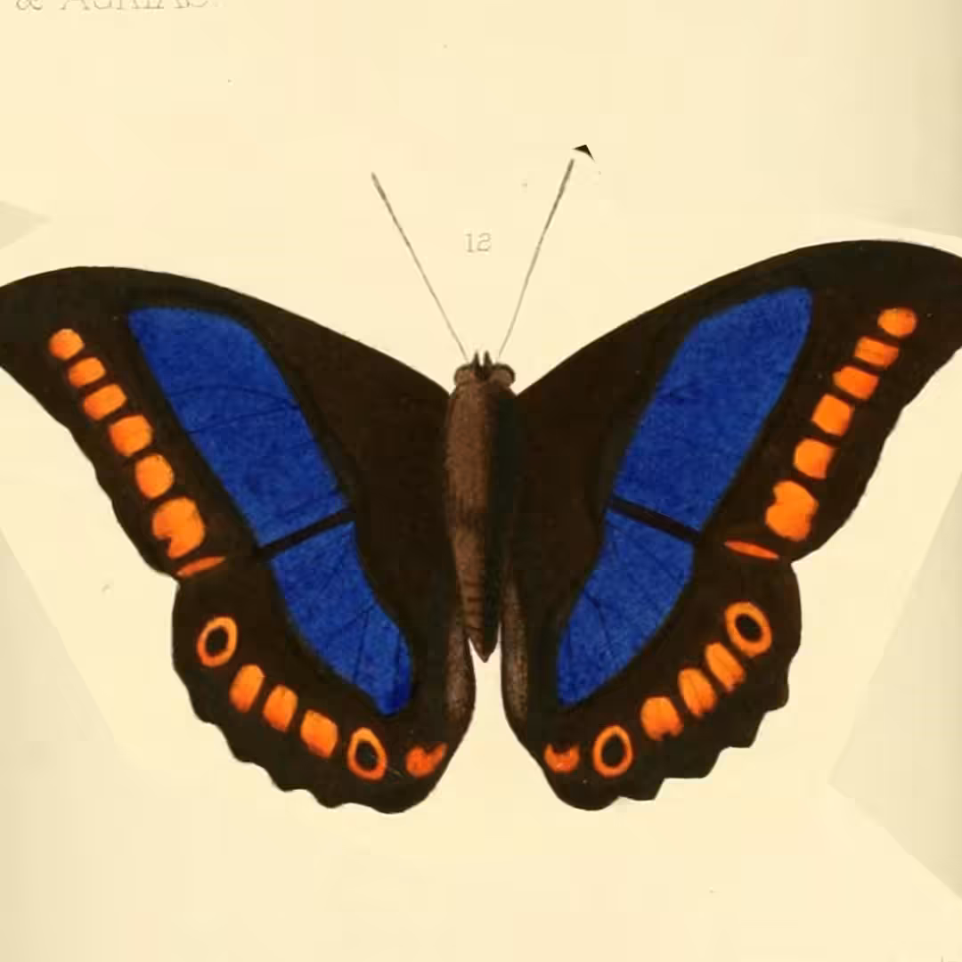 butterflies
