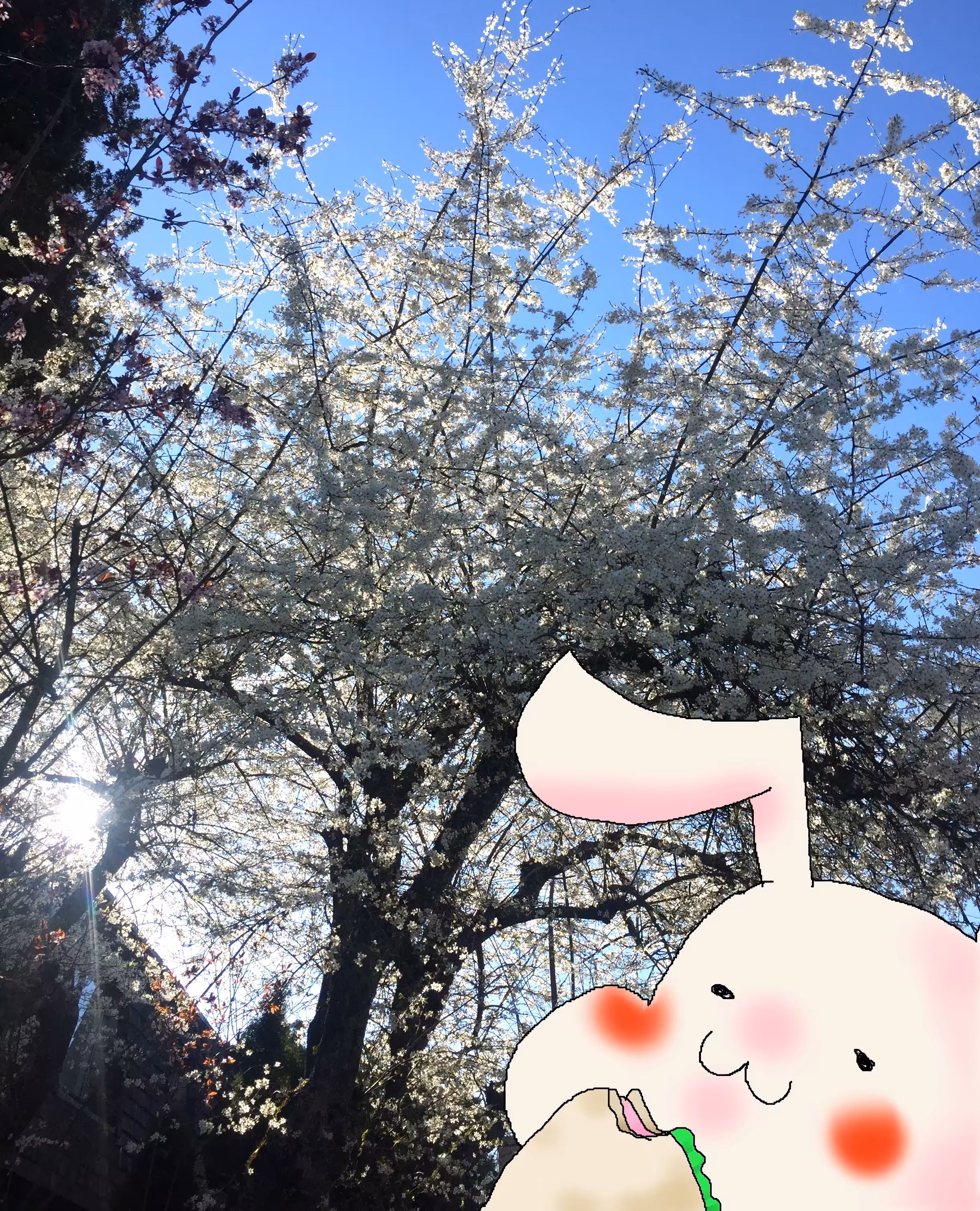 Selfie with cherry blossom