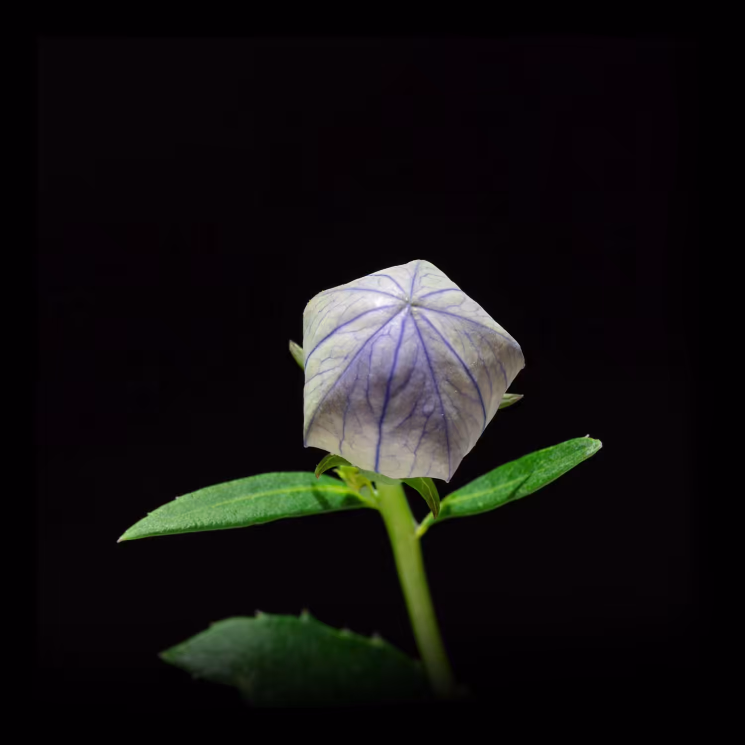 Bloom / #003-001-桔梗