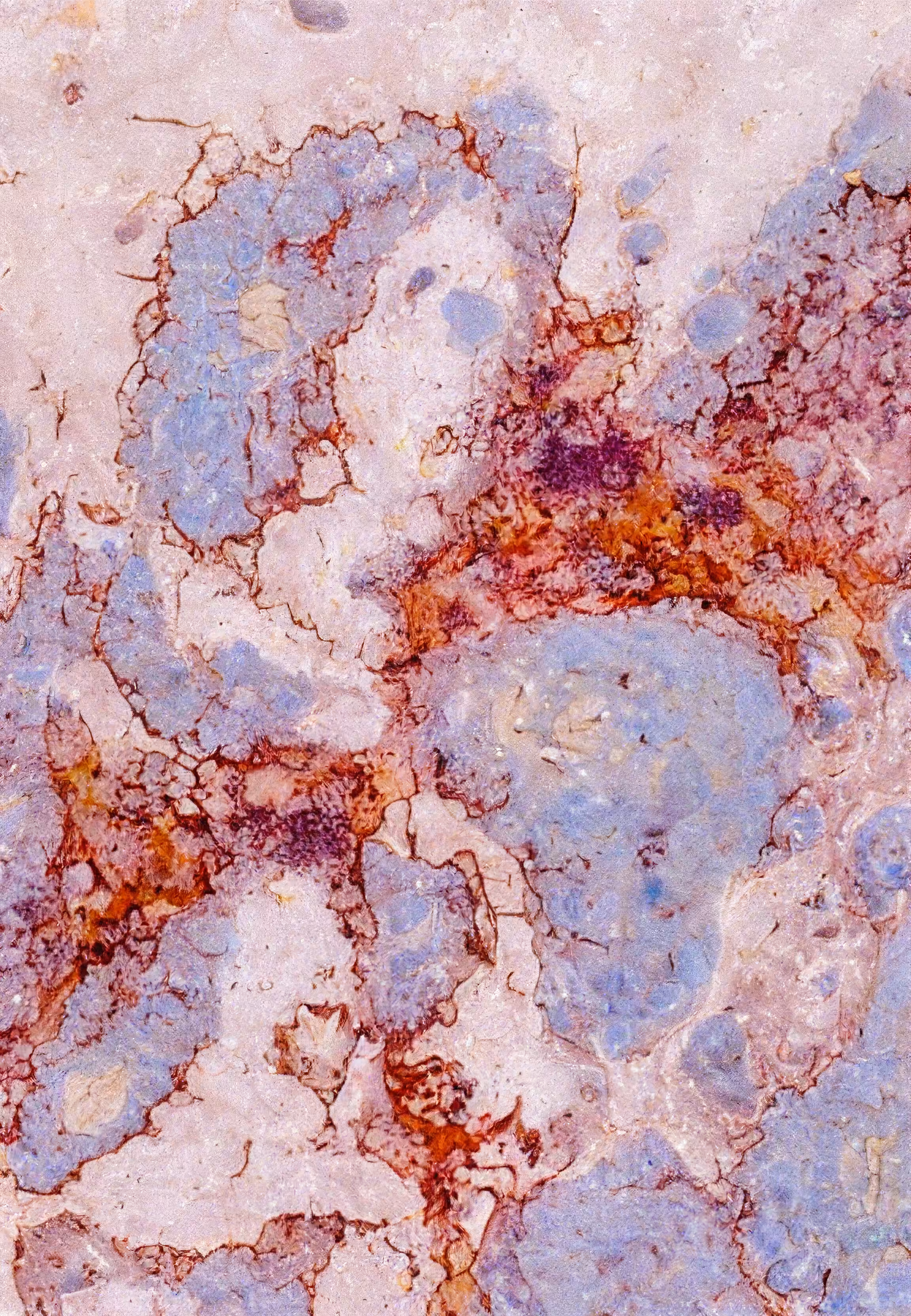 Histologia In Silico #292