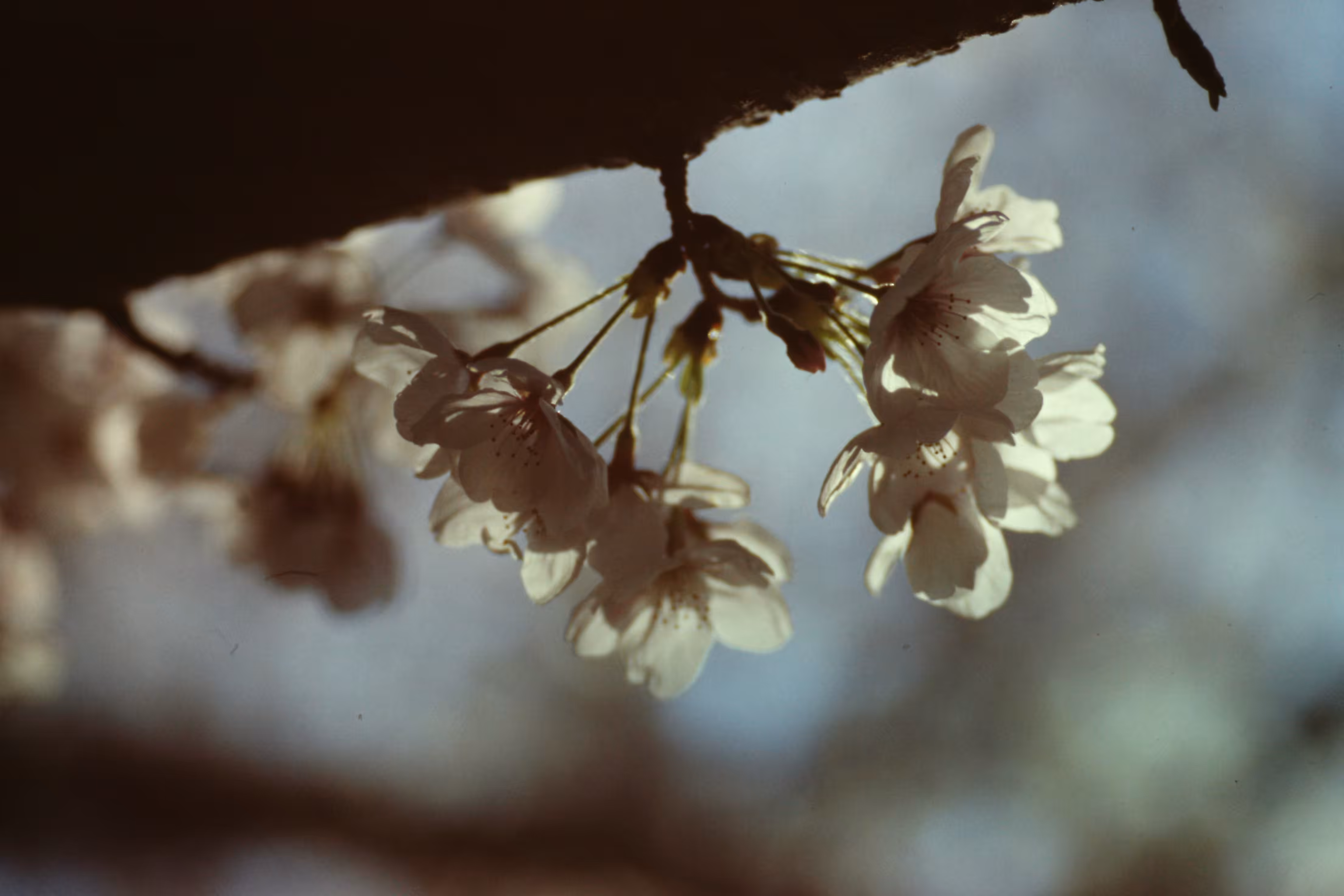 Heaven Series: The World of Film - Beautiful World