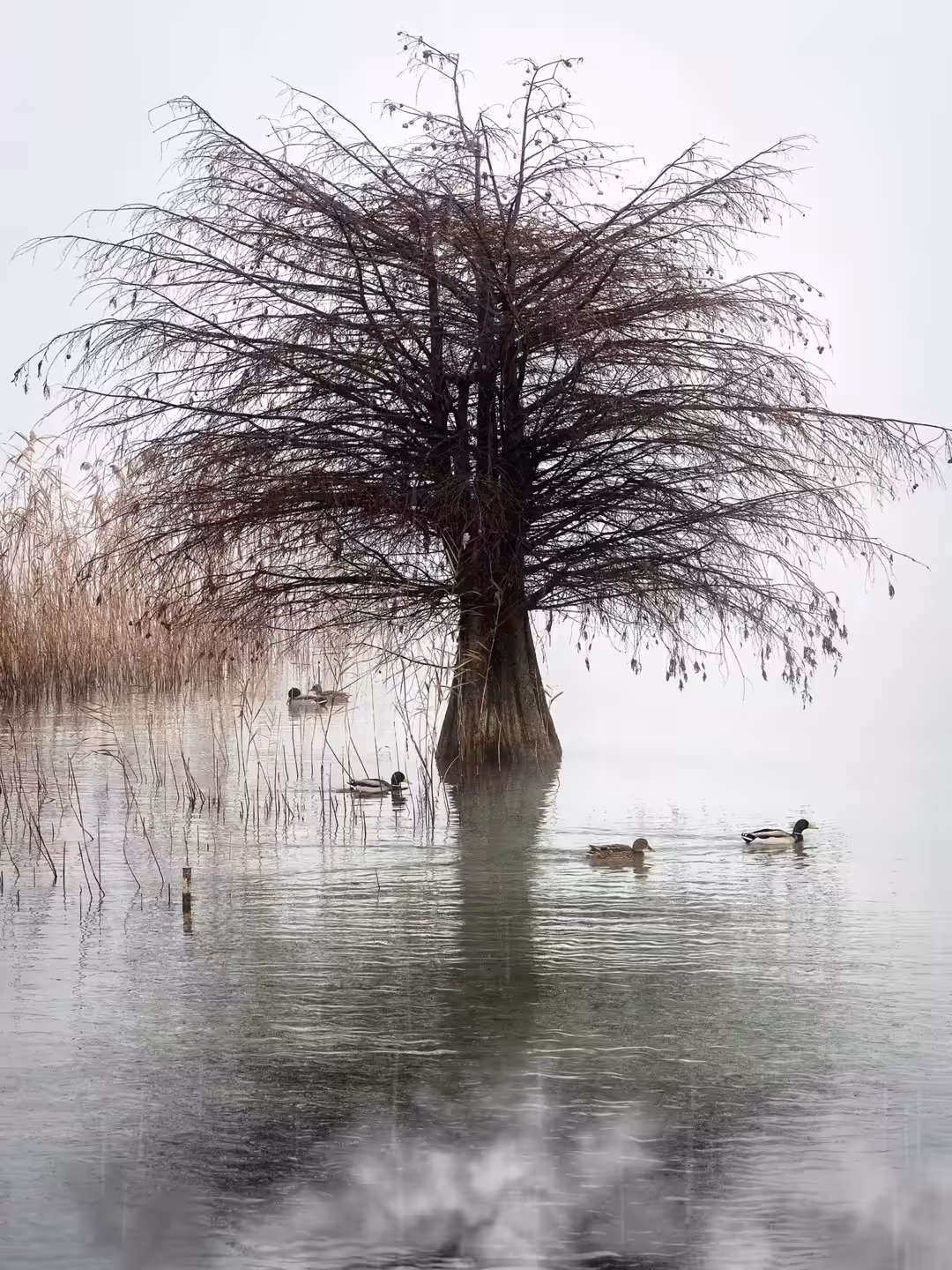 Lake Garda, Italy - Quiet of Nature n.3