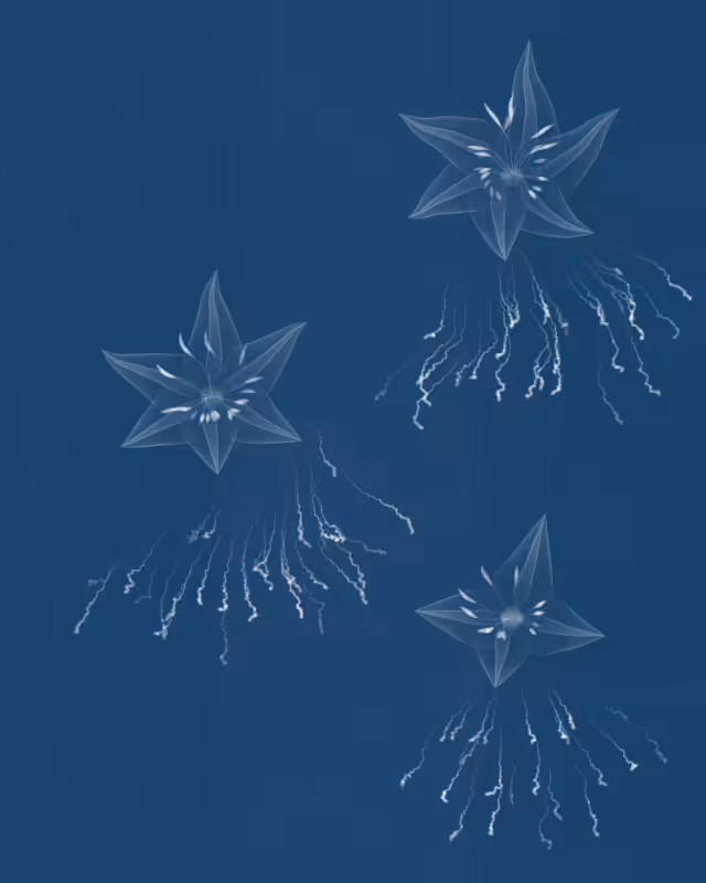 Cyanotypes #250