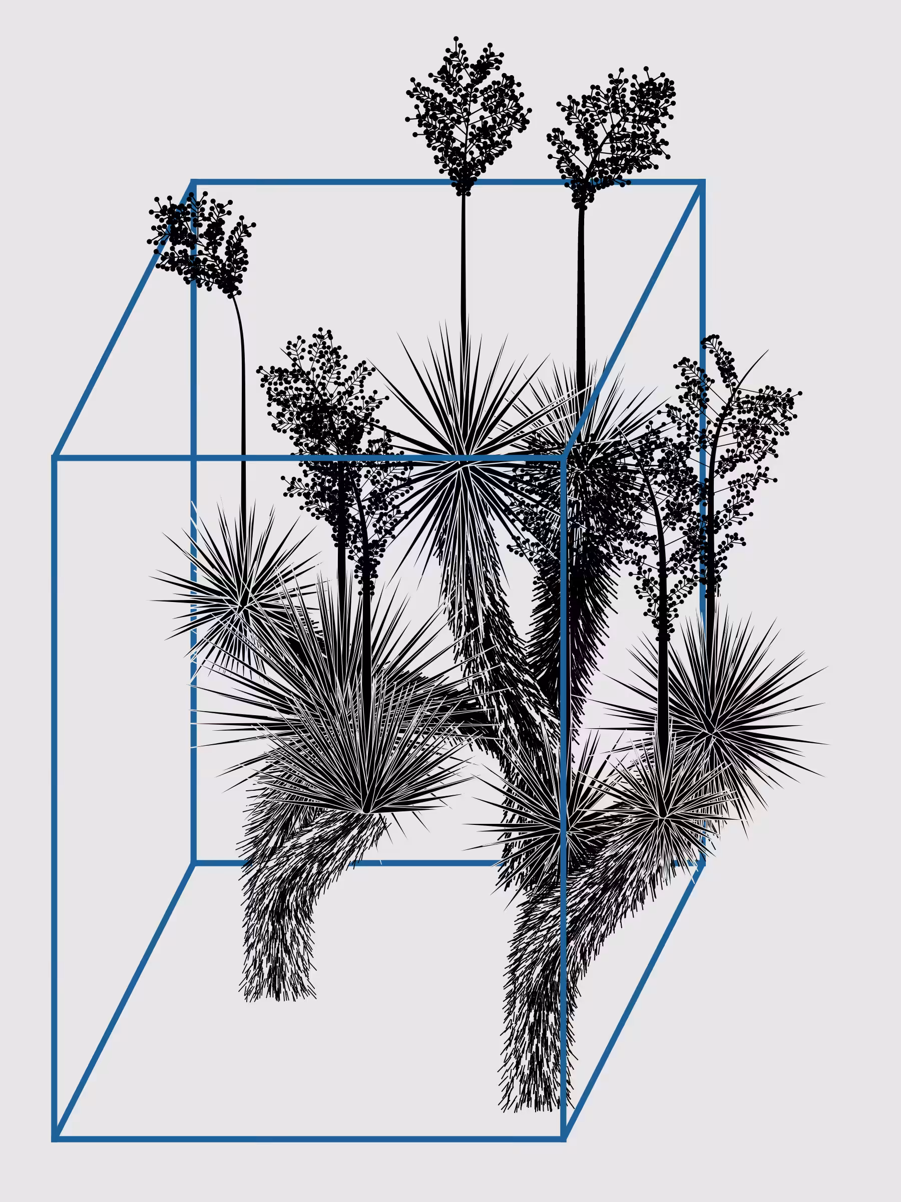 Marfa Yucca #107