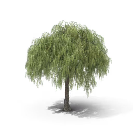 Your Tree I American