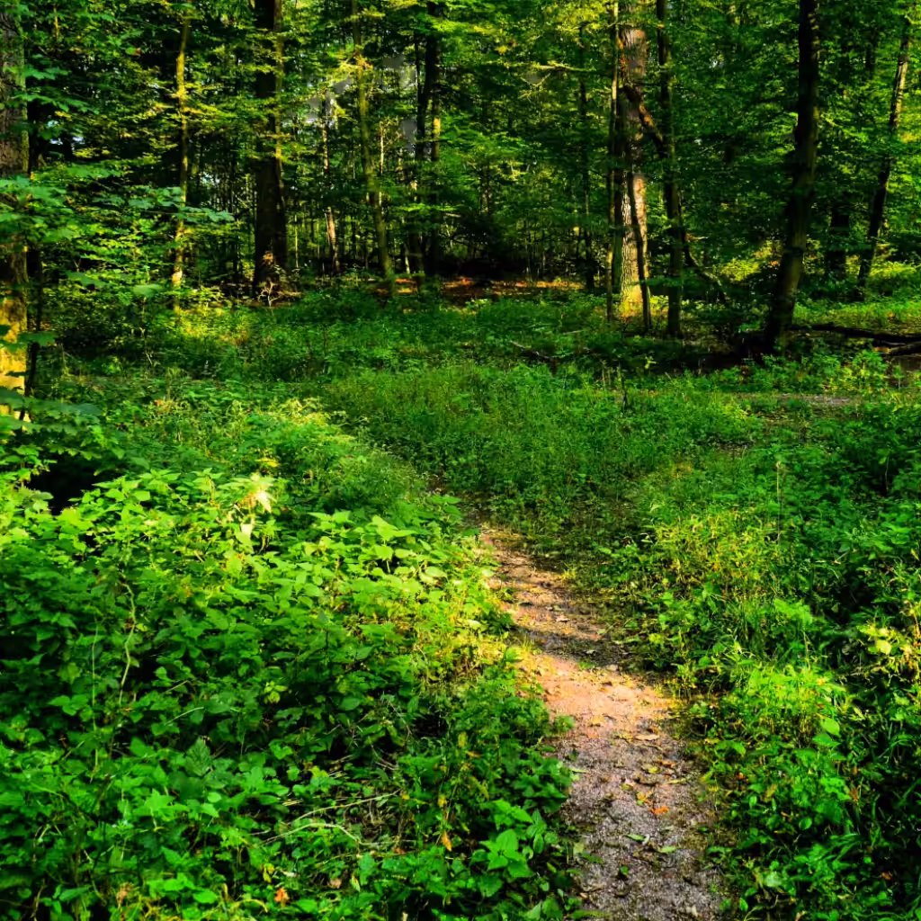 Forest within you.