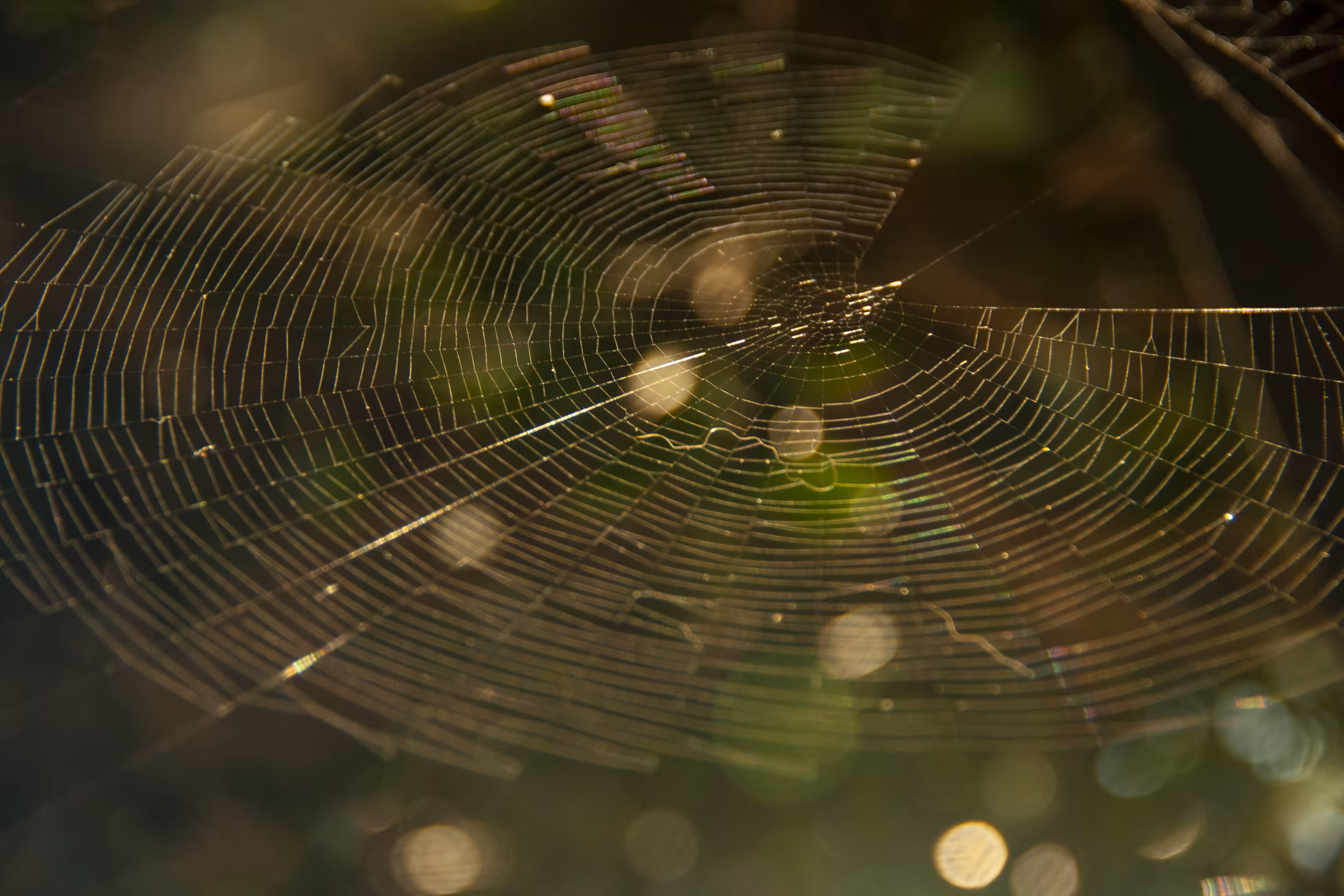 web zero