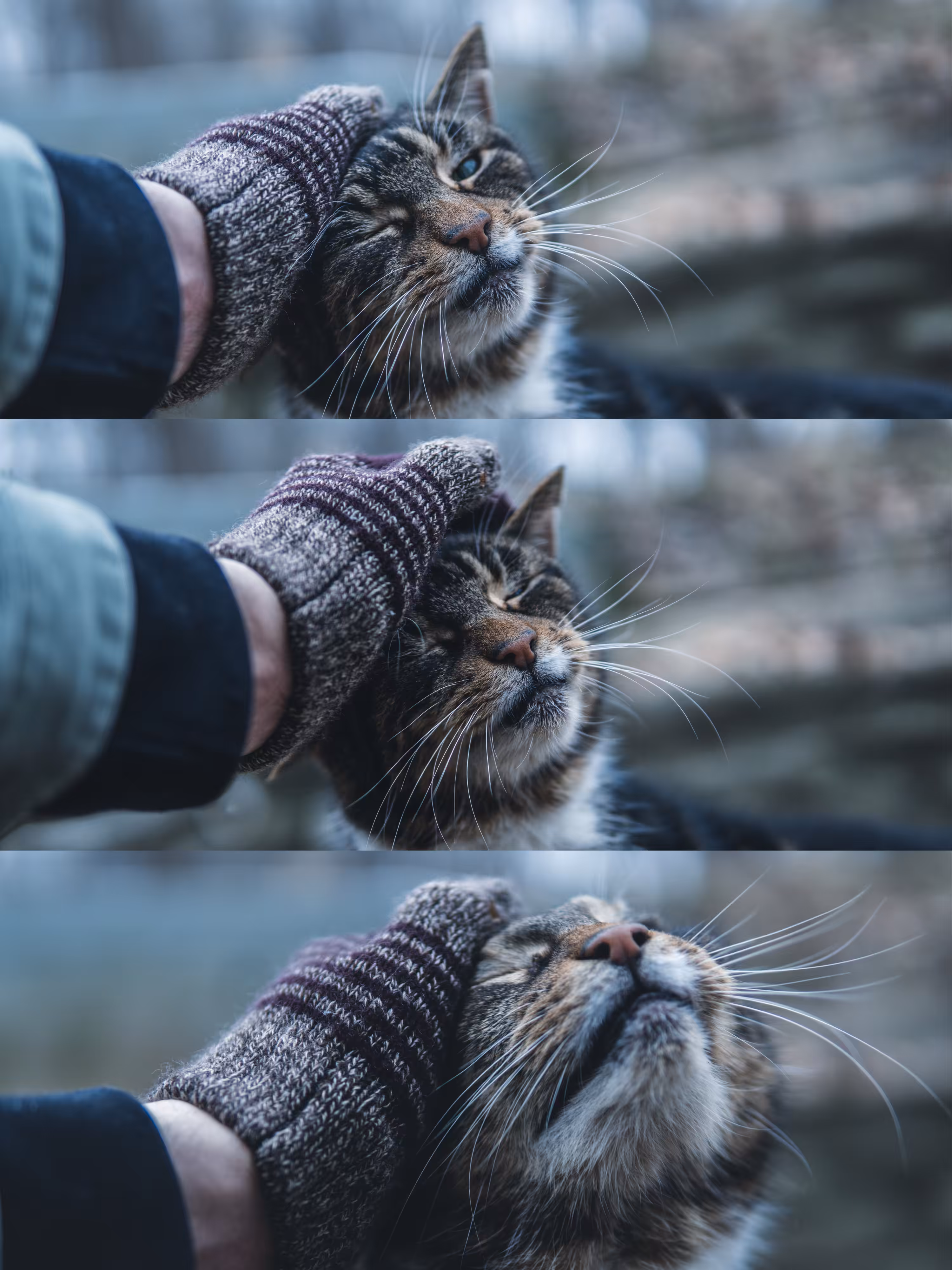 Big Boy's Trust