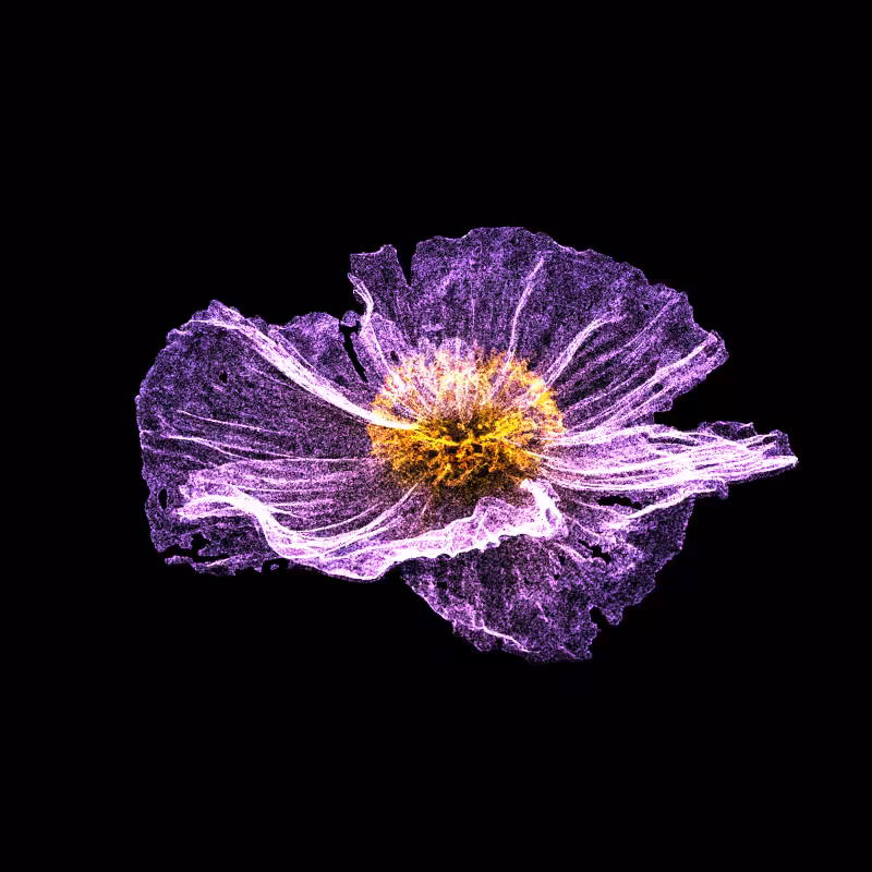 White Poppy 30 #86