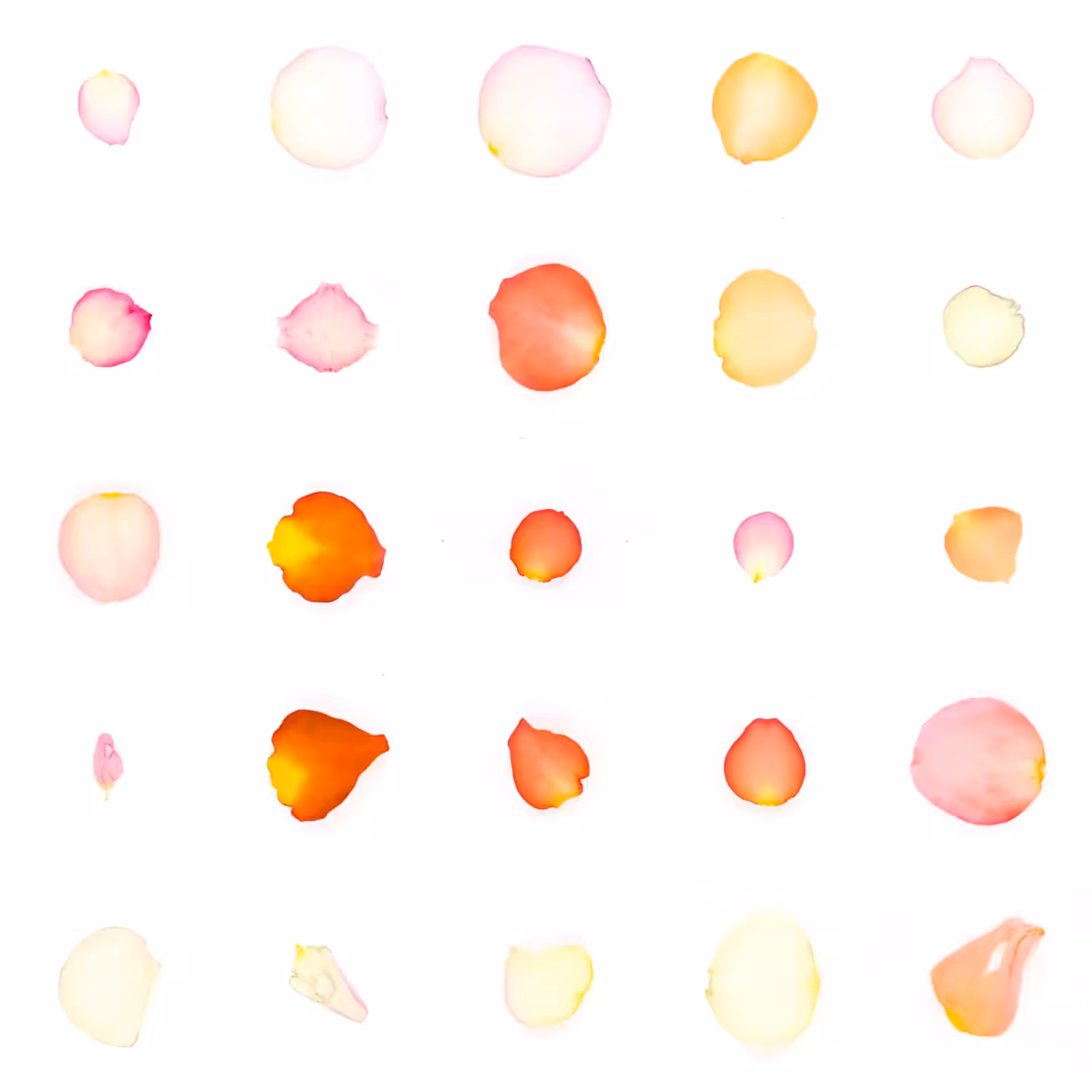 Infinite Petals 5x5#20772