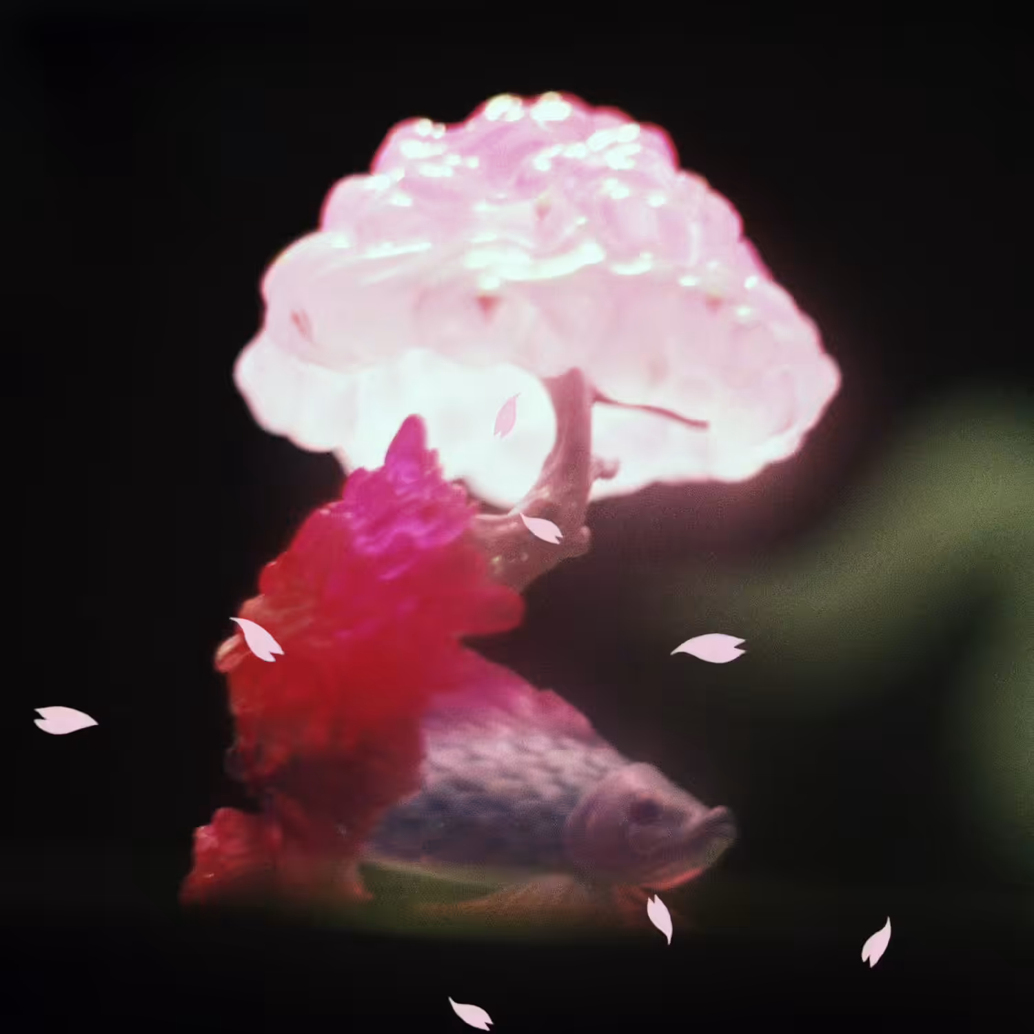 Koi Cherry-blossom ending