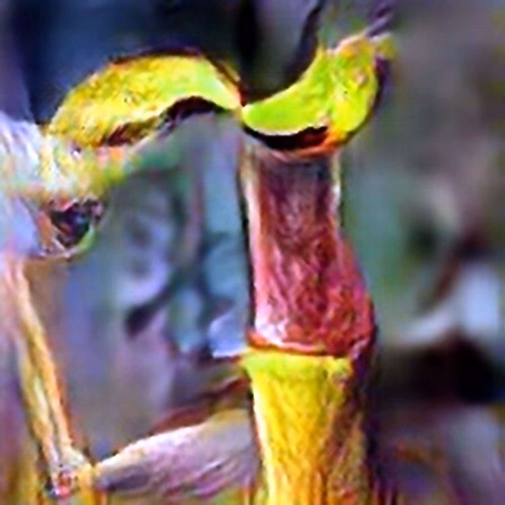Alabama Canebrake Pitcher Plant #2 (Corpus: American Predators)