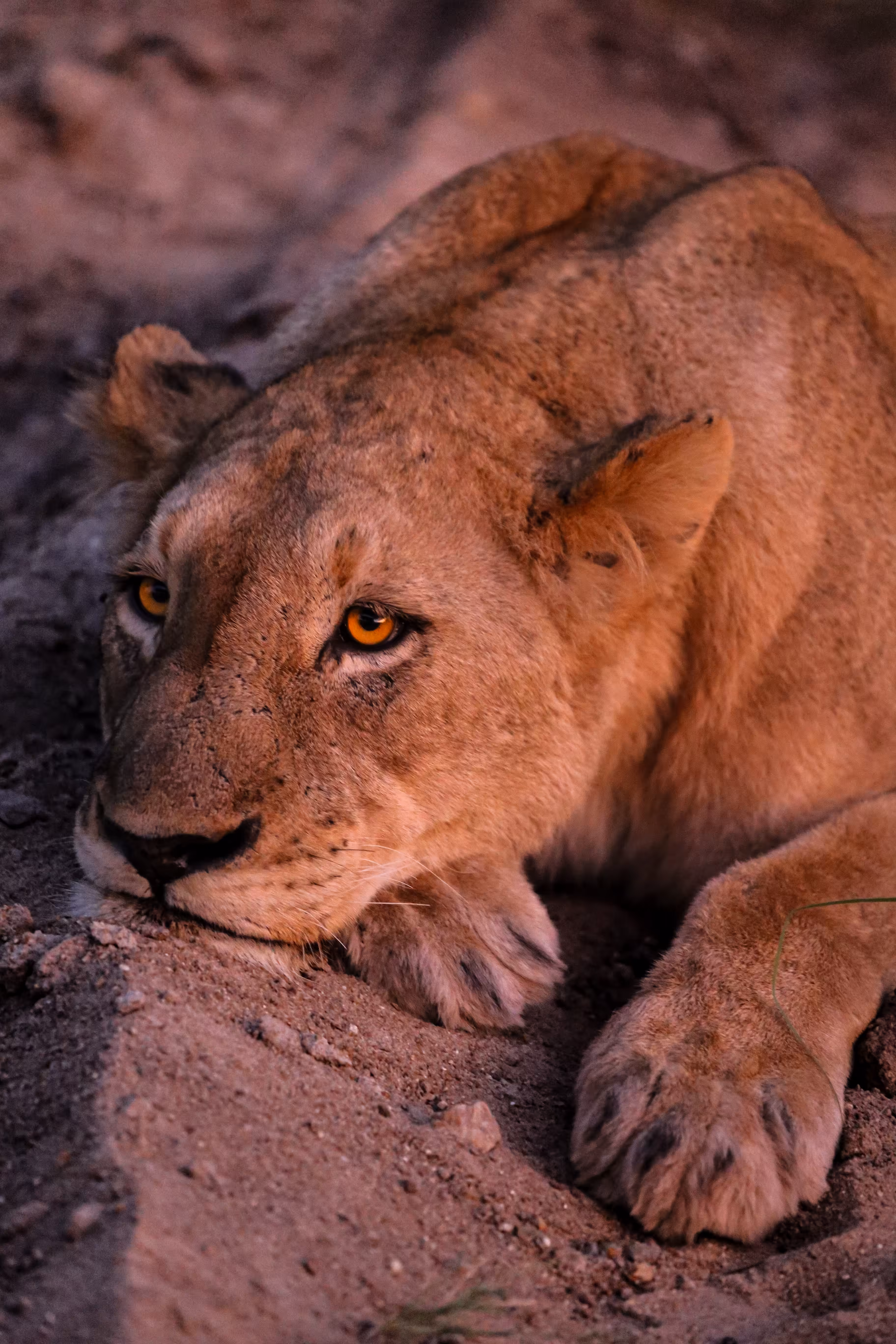 Safari Airdrop
