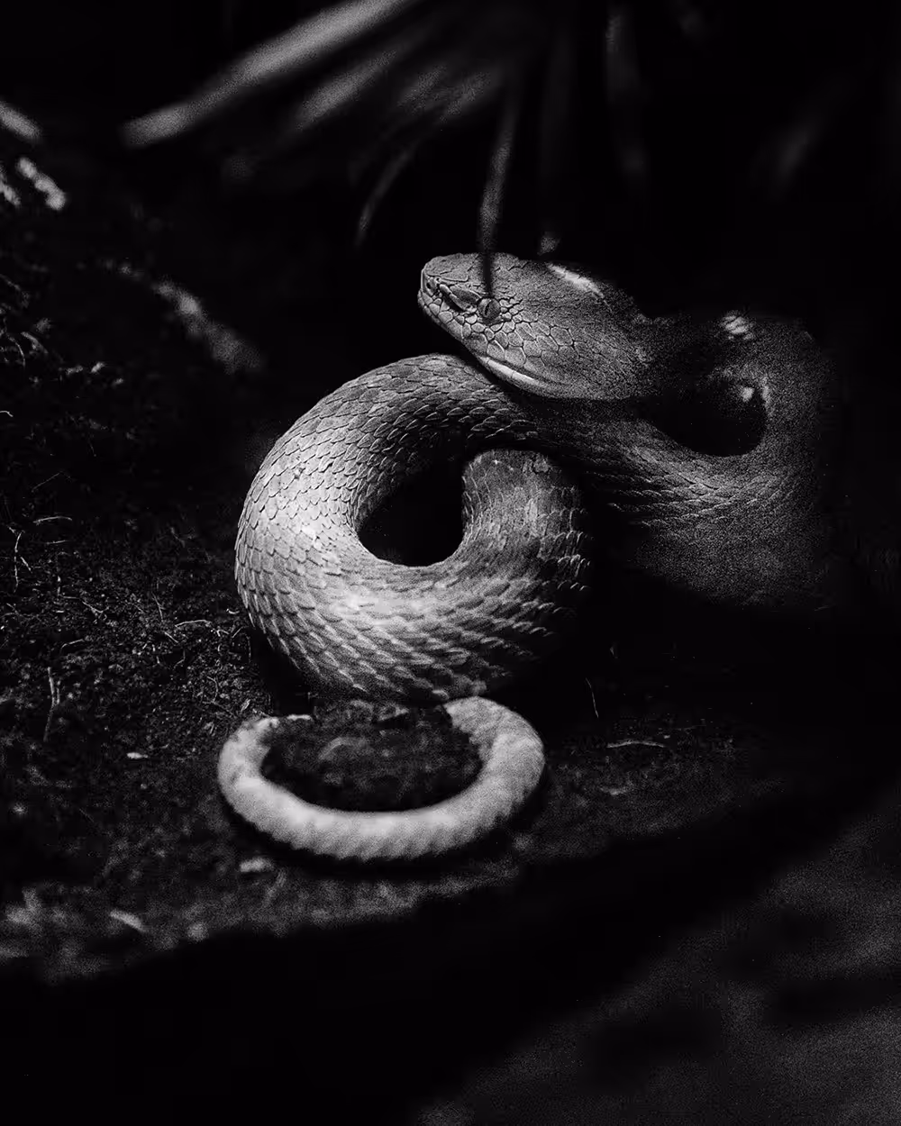 FRIENDLY SNAKE
