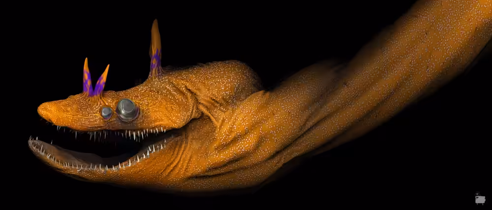 DRAGON MORAY