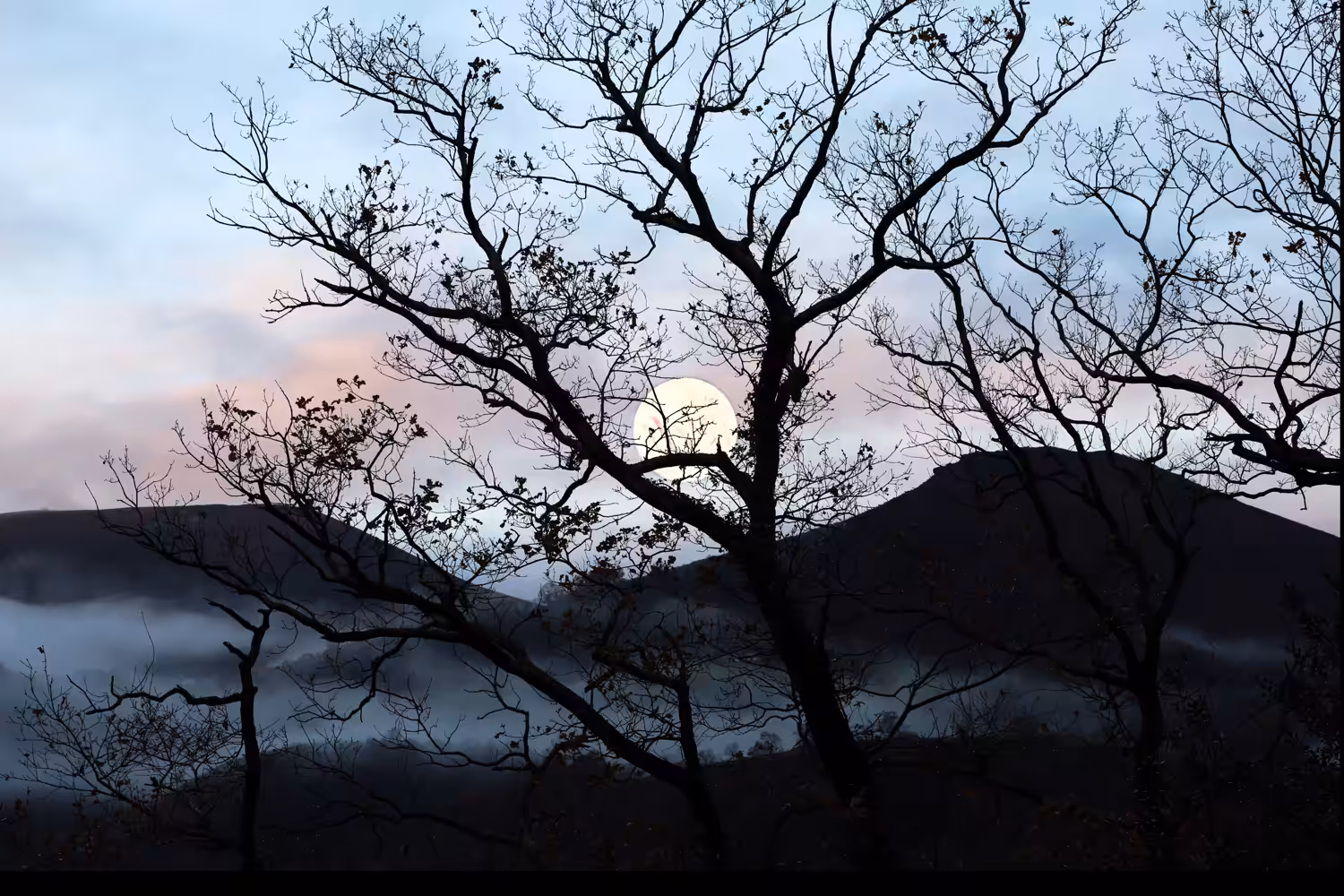L’Arbre et la Lune