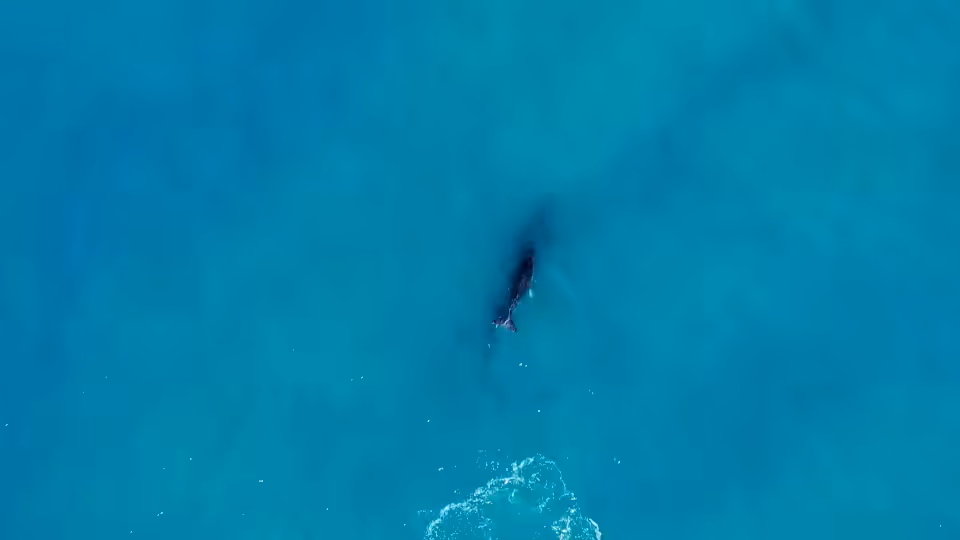 Humpback Ohana 
