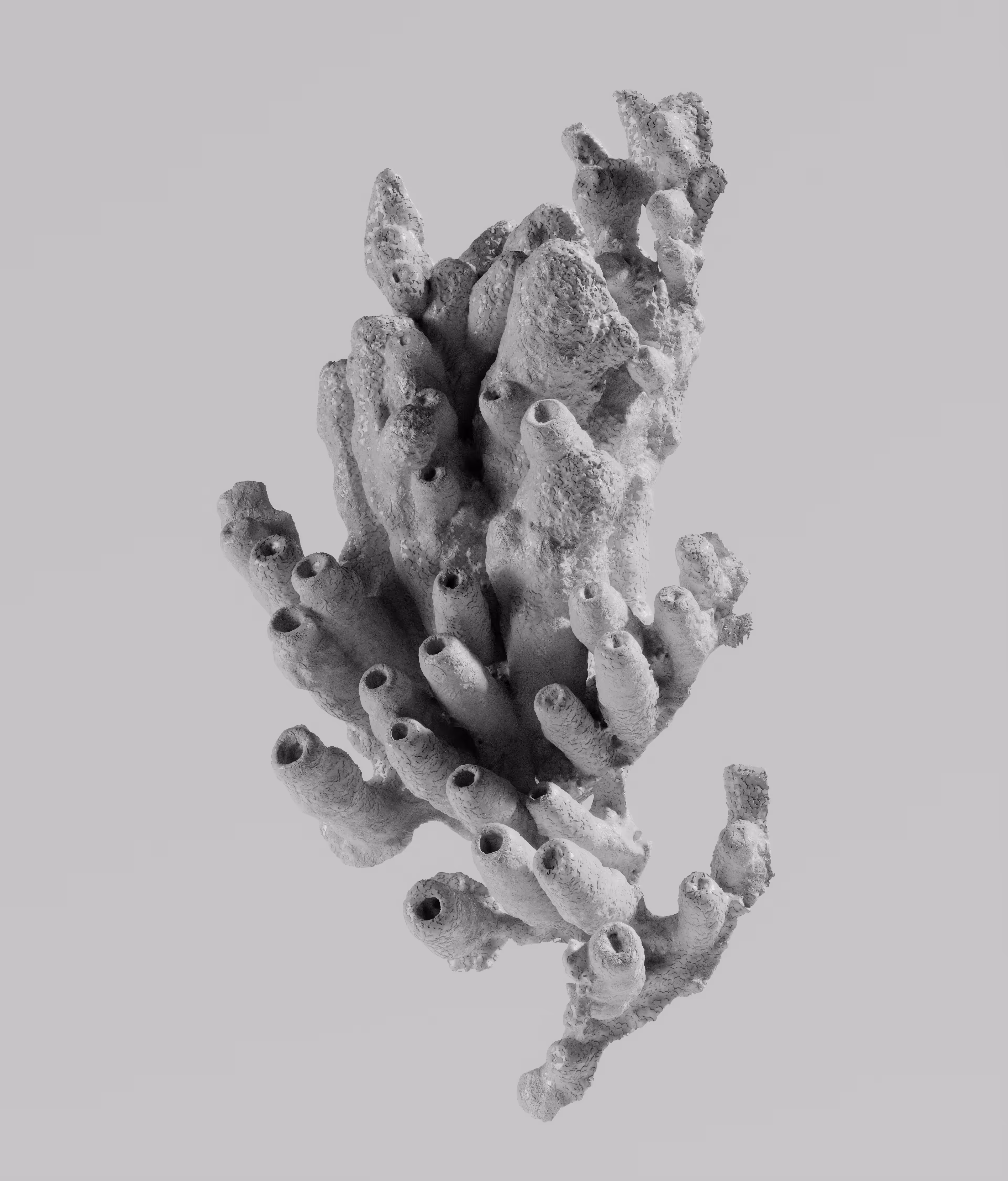 Tubipora_003_GCM