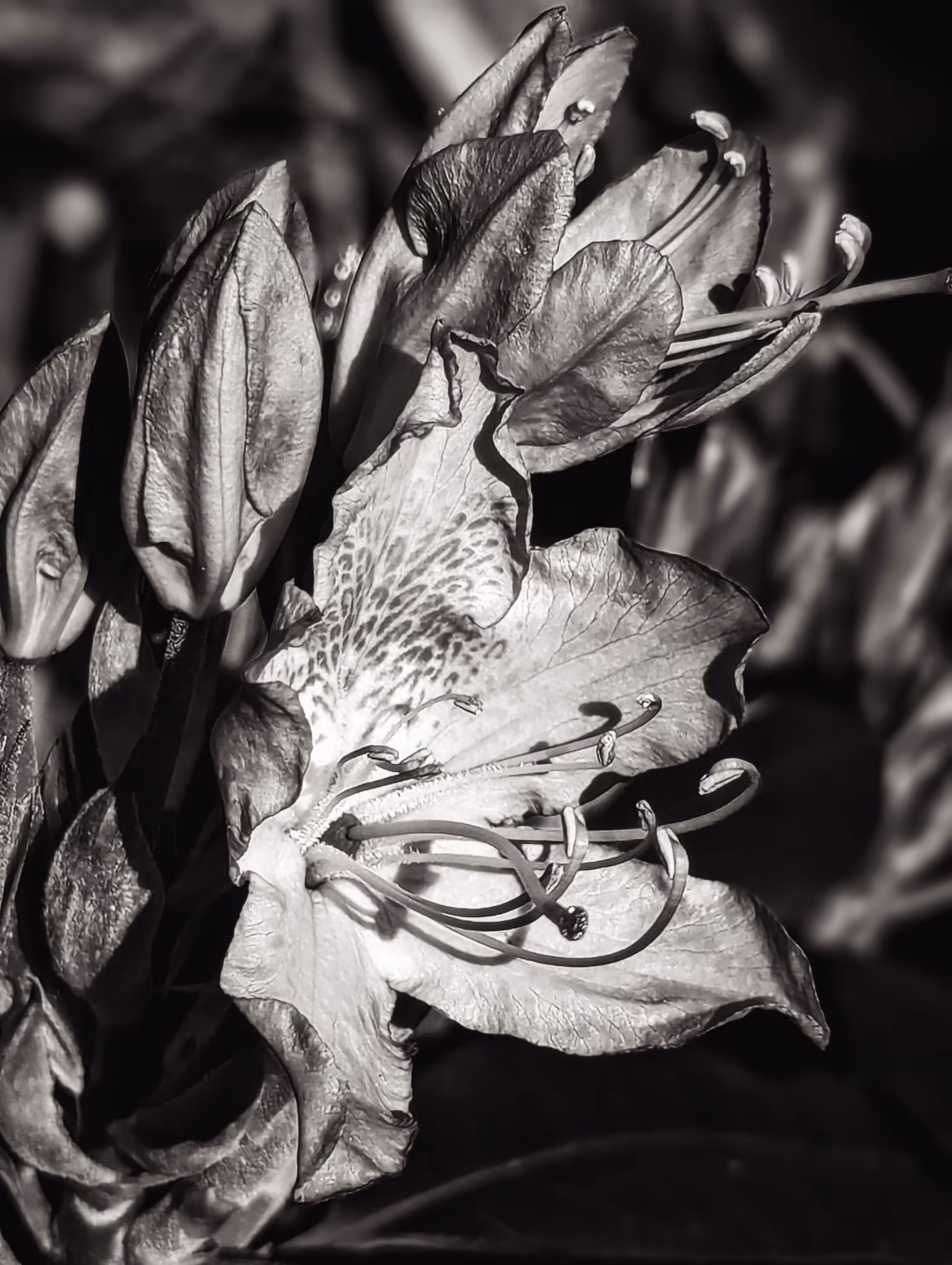 Luke_0x1 Photography : Rhododendron noir 