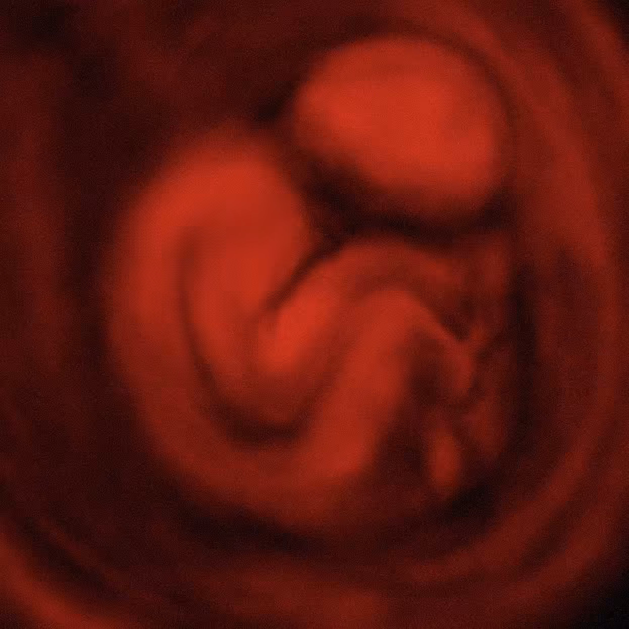 womb
