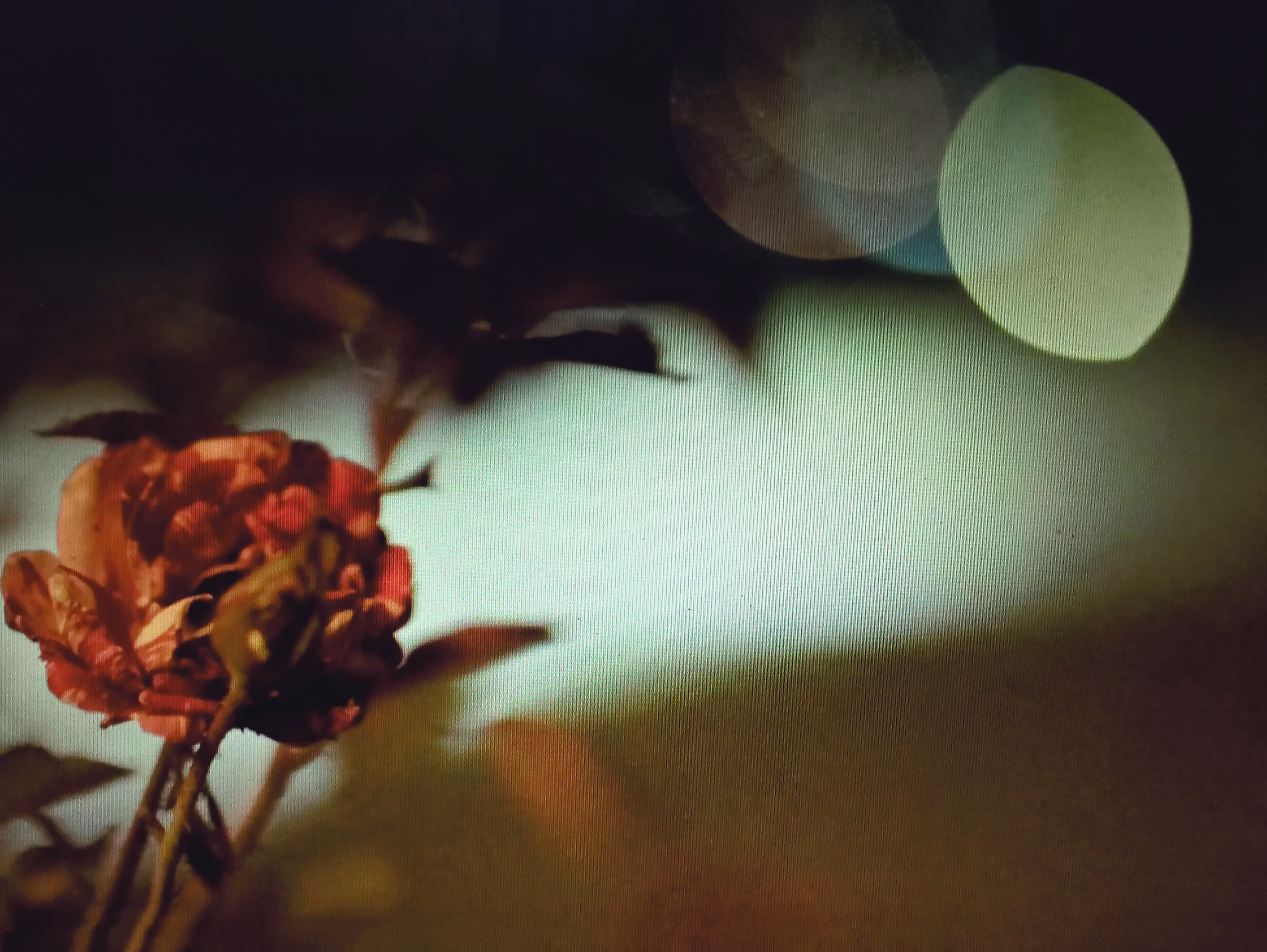 CRYPTOFLORA