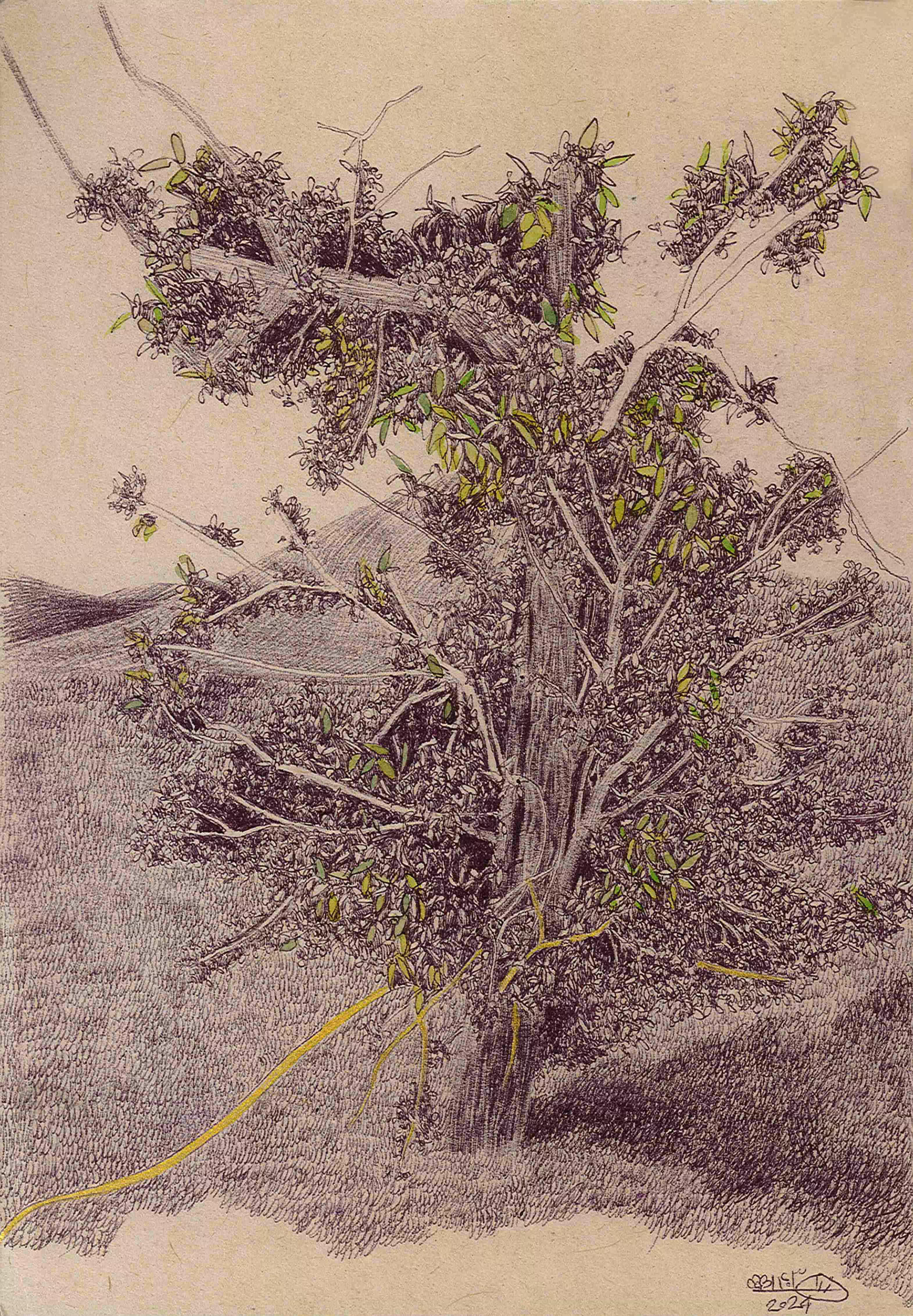 Orange tree #3