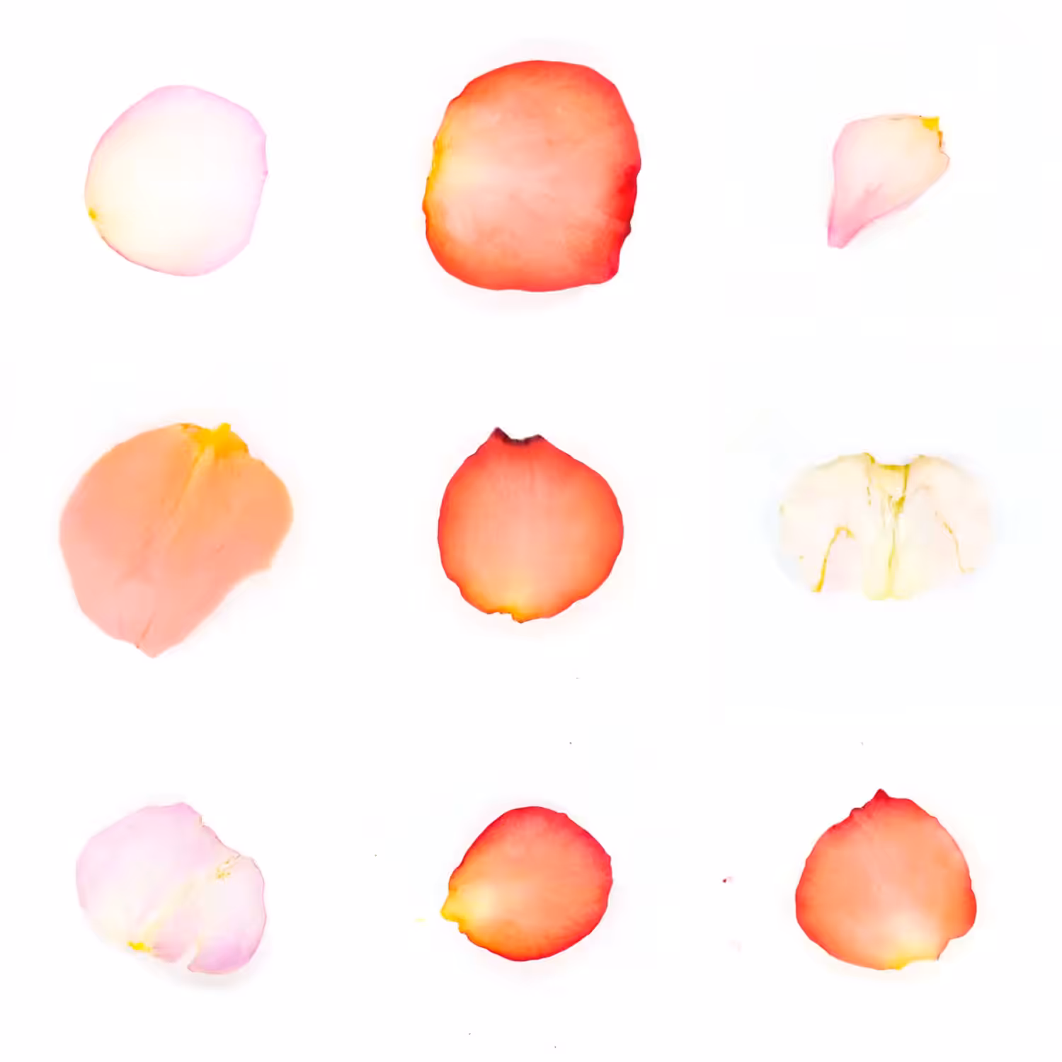 Infinite Petals 3x3#3575
