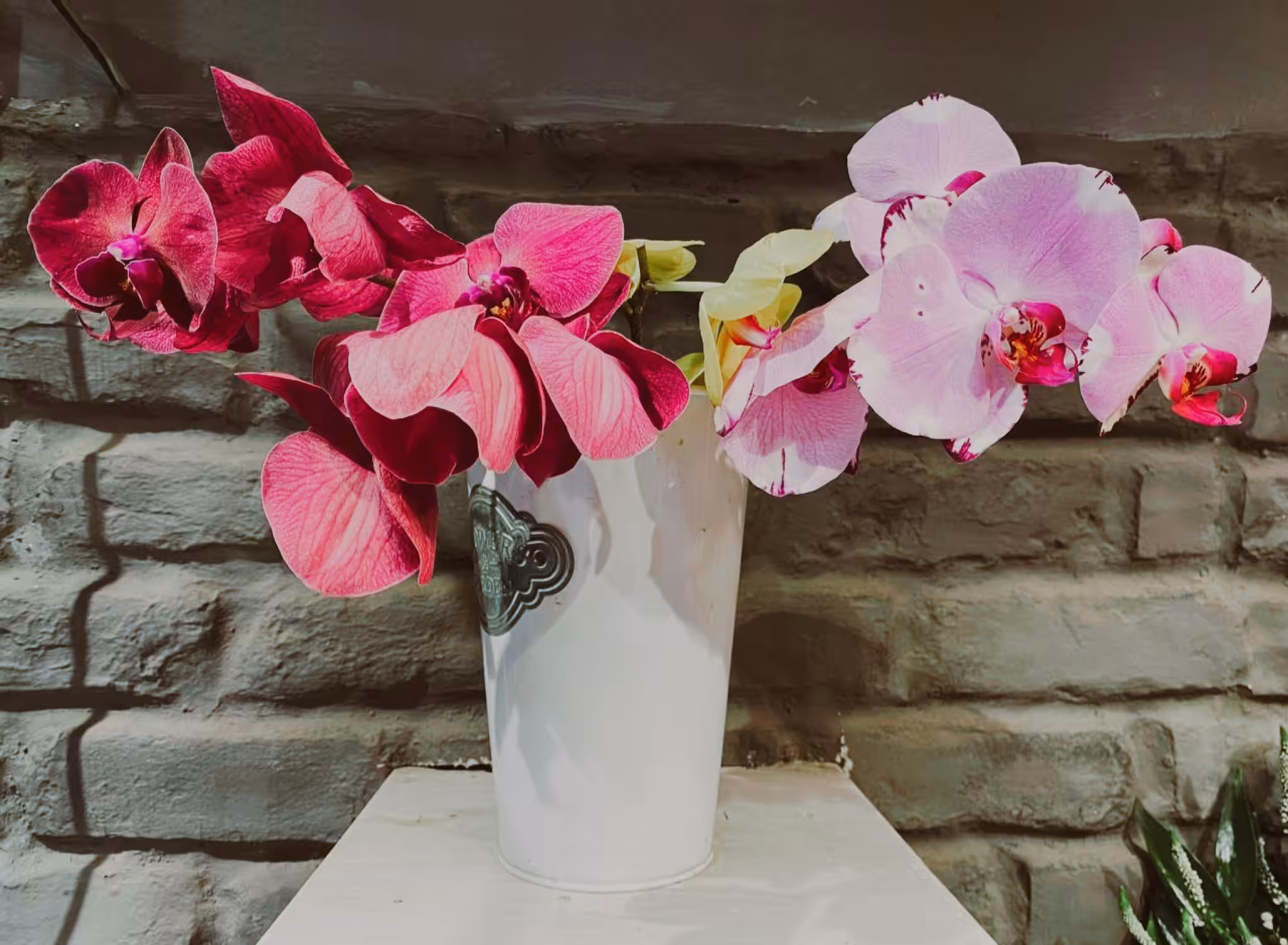 Homeless Orchids