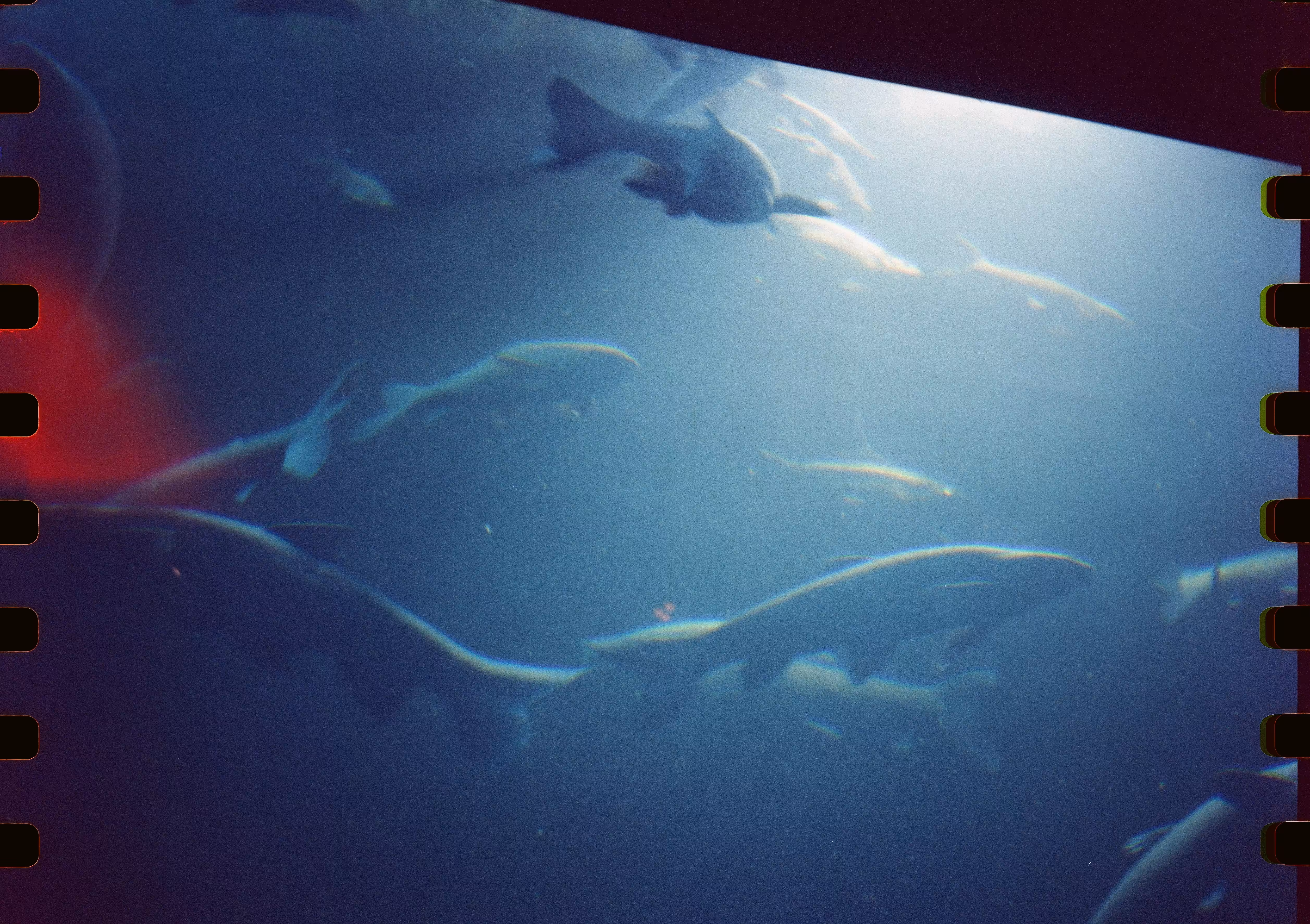 Aquarium