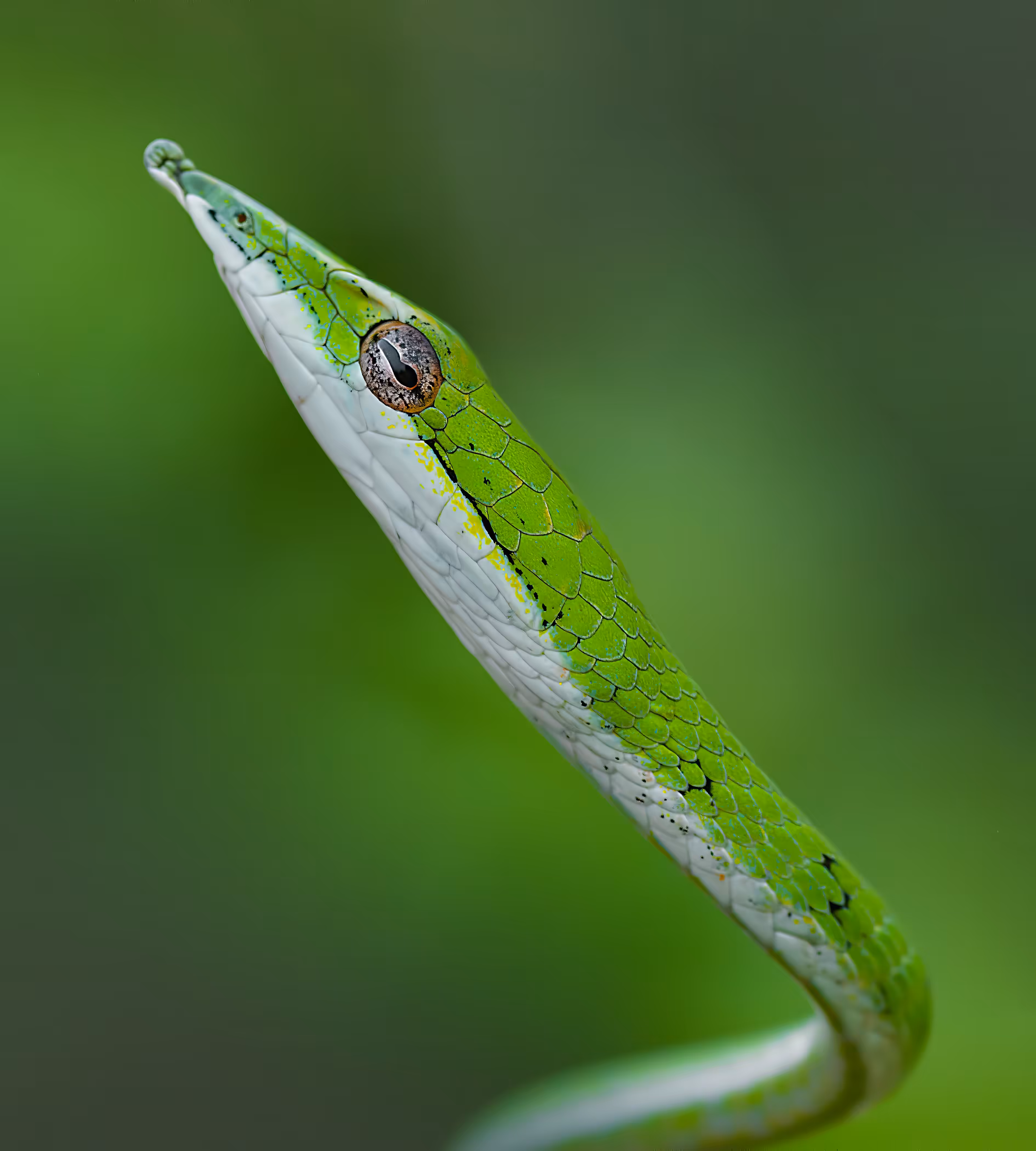 Green Vine Snake