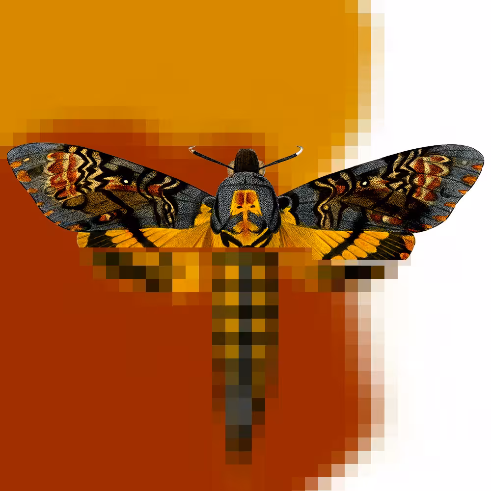 Bug Transfer PFP