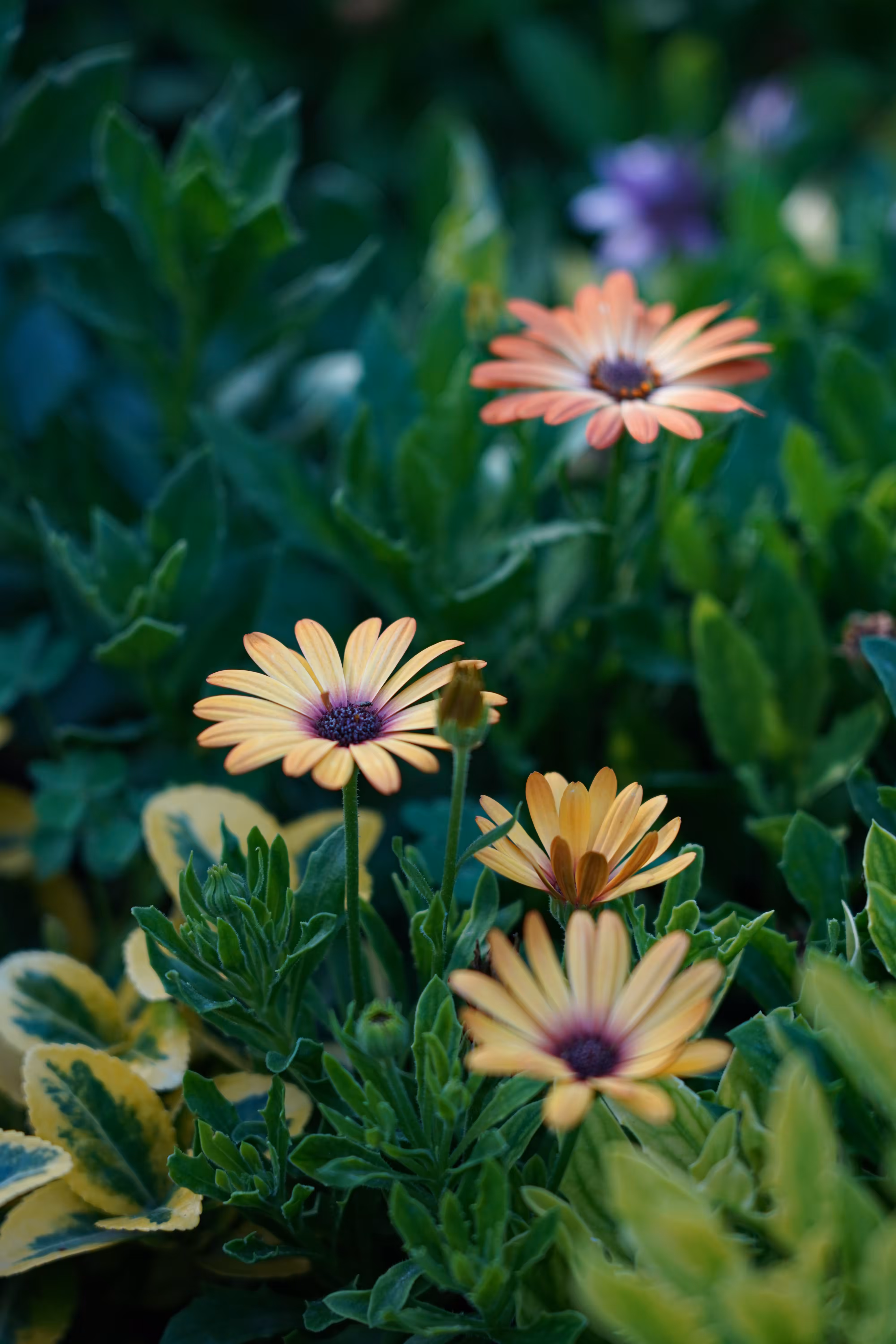 flowers: Silent Splendor