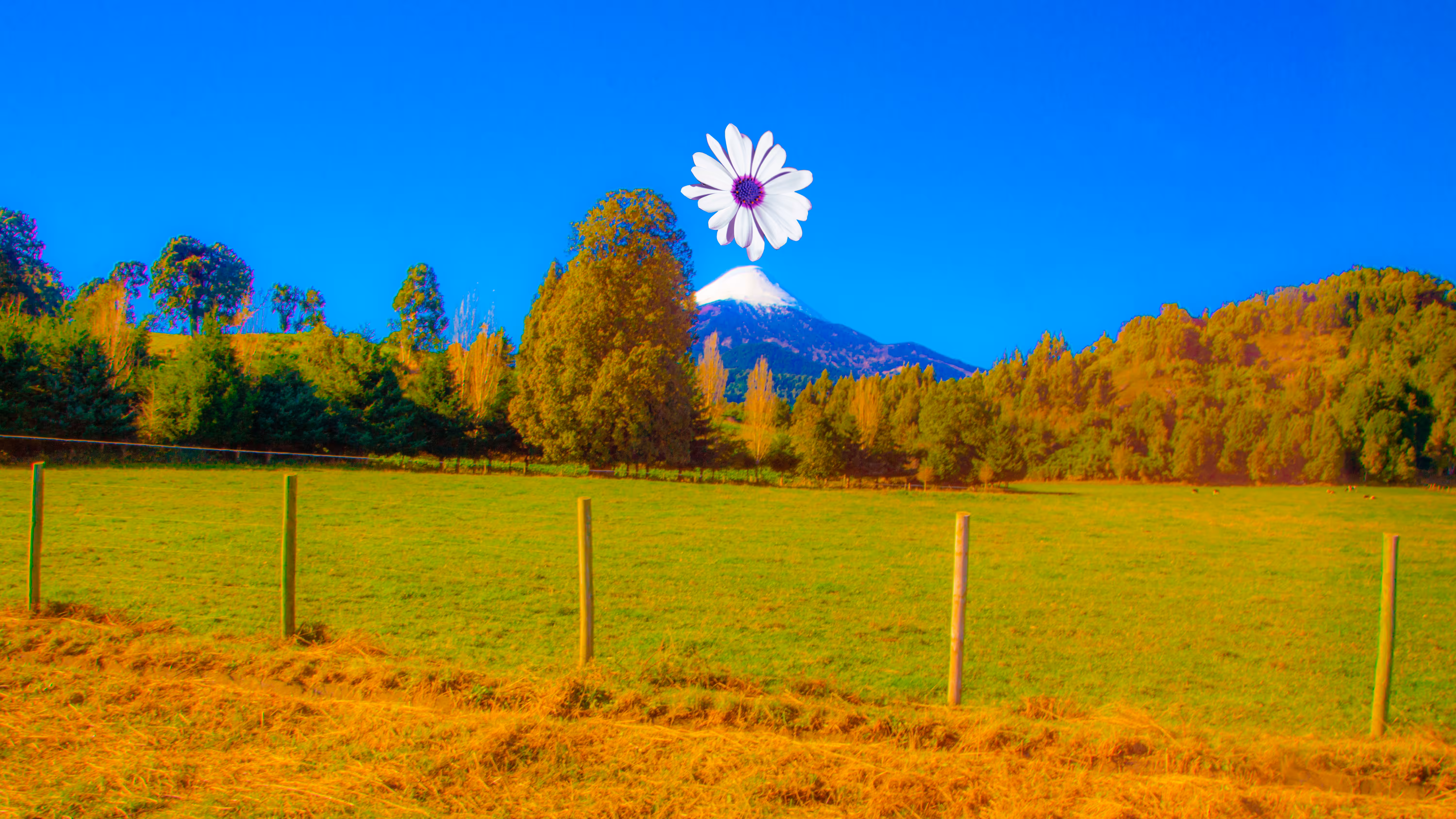 Eruption flower #1