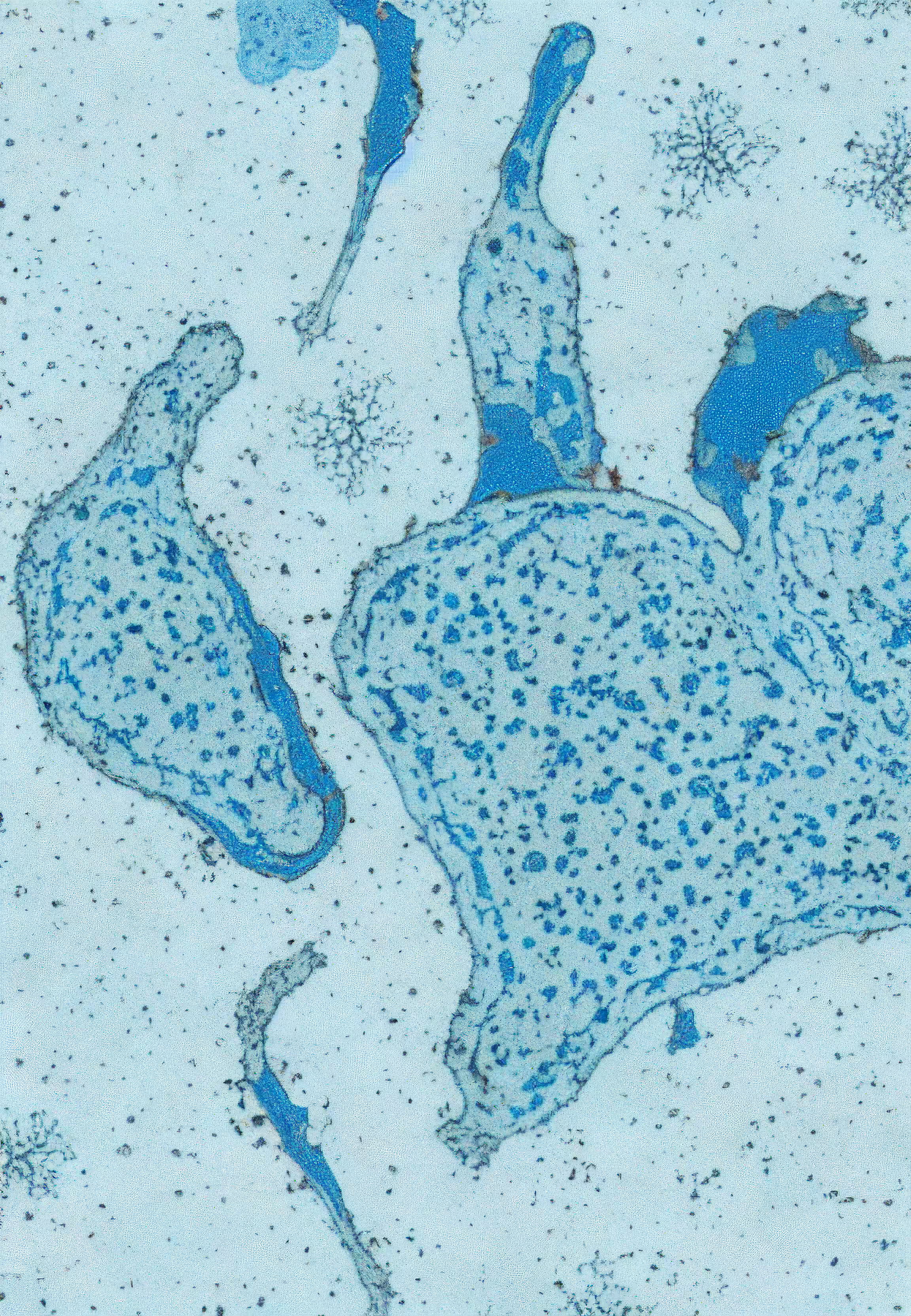 Histologia In Silico #249