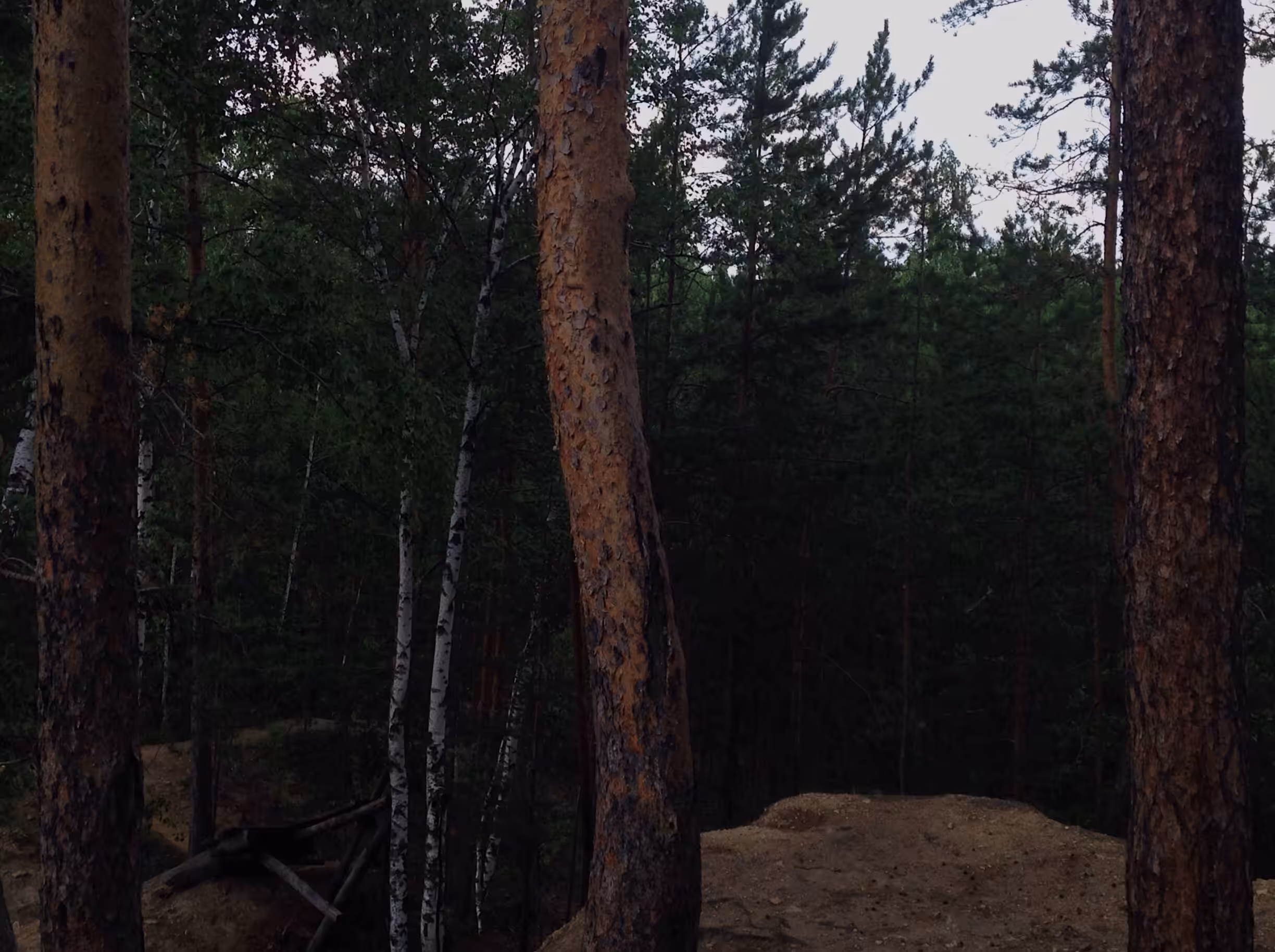 three trees