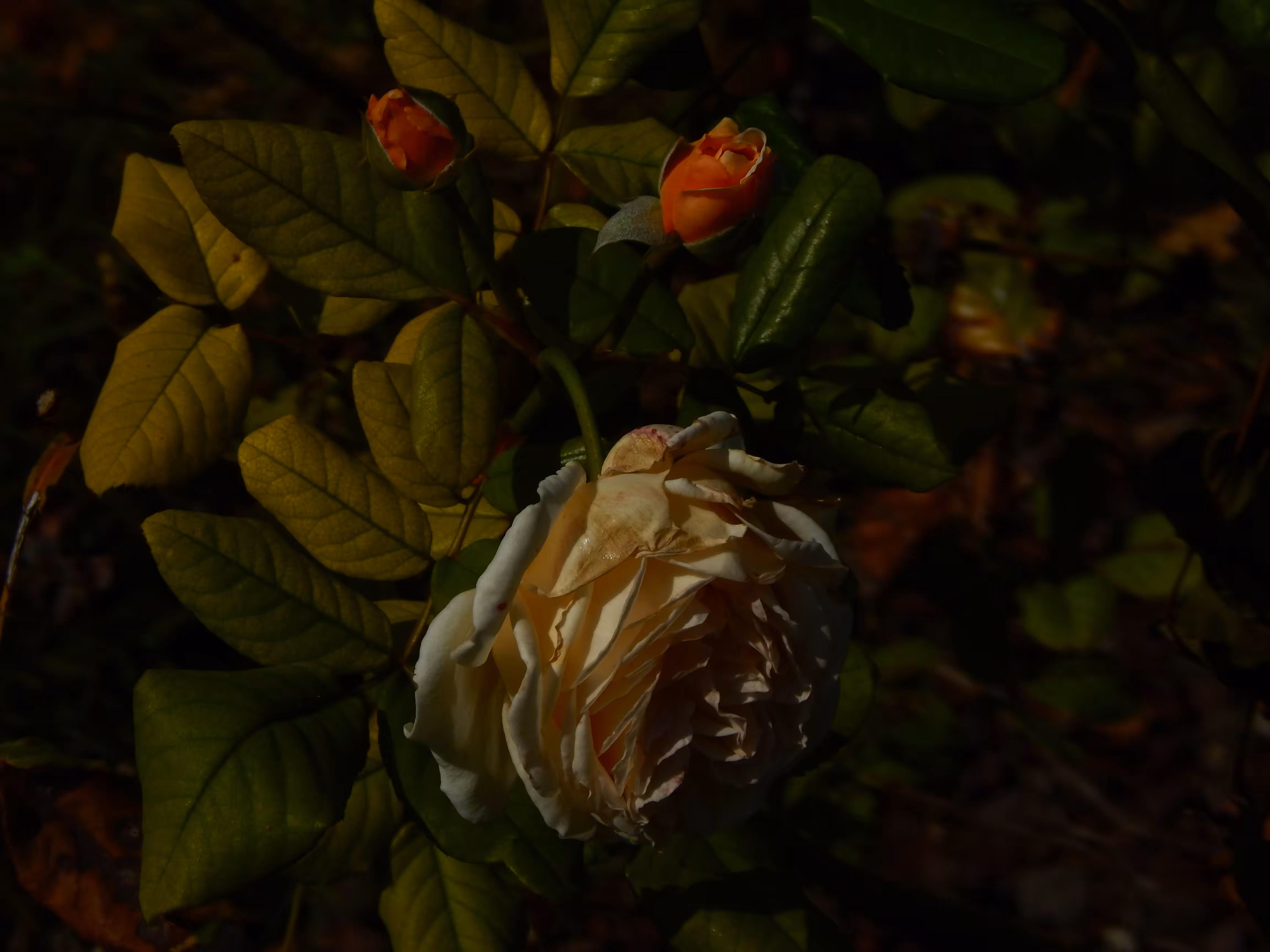 September garden
