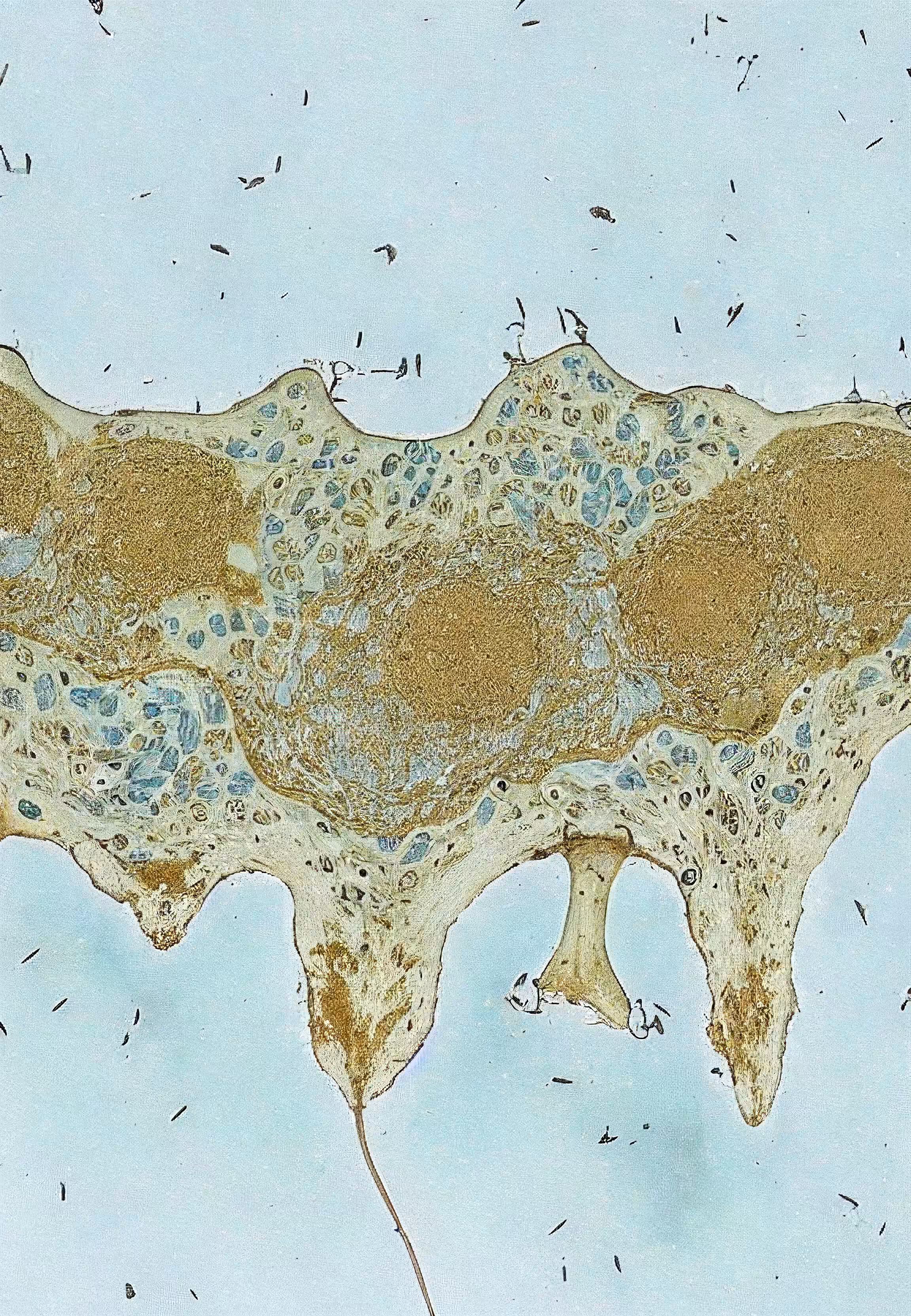 Histologia In Silico #207