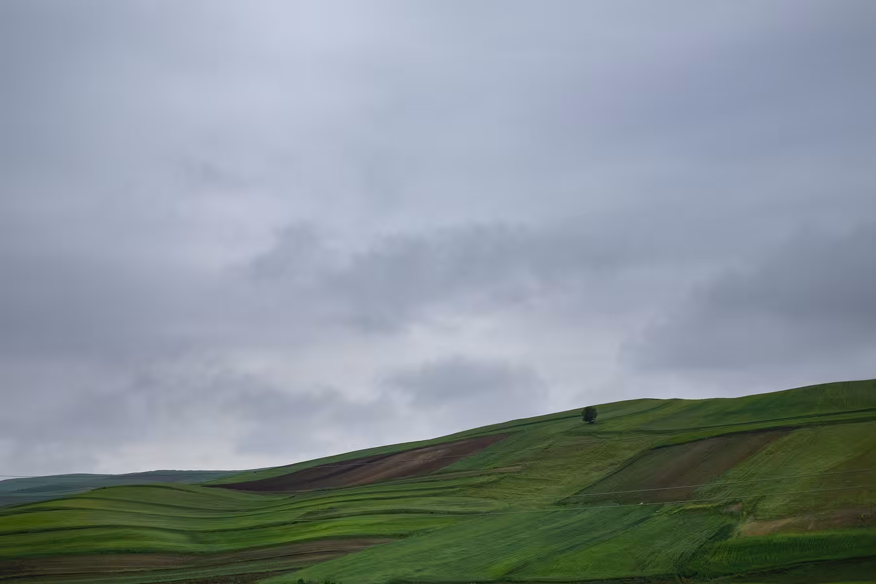 lonely tree 