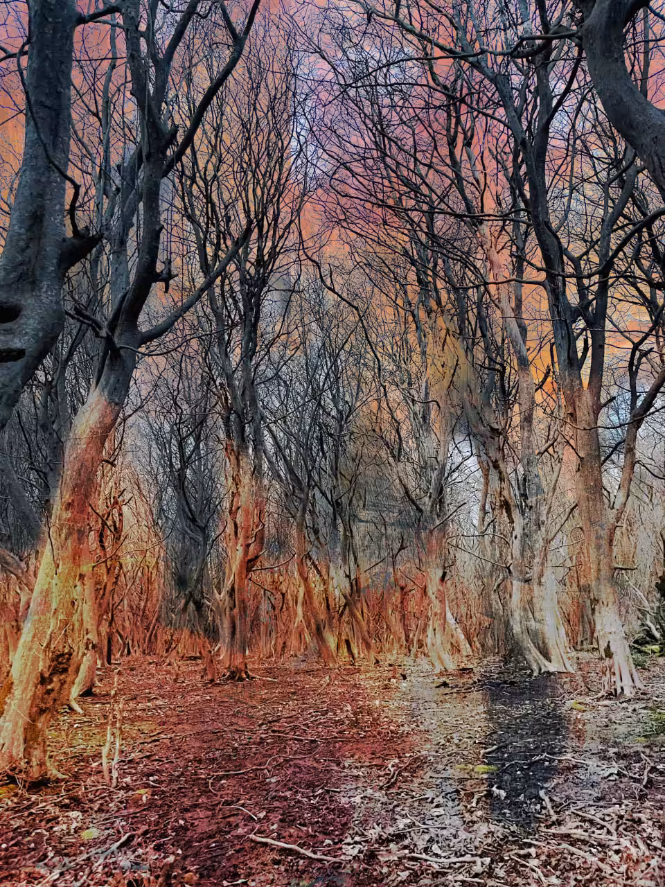 The Hyrcanian Forests