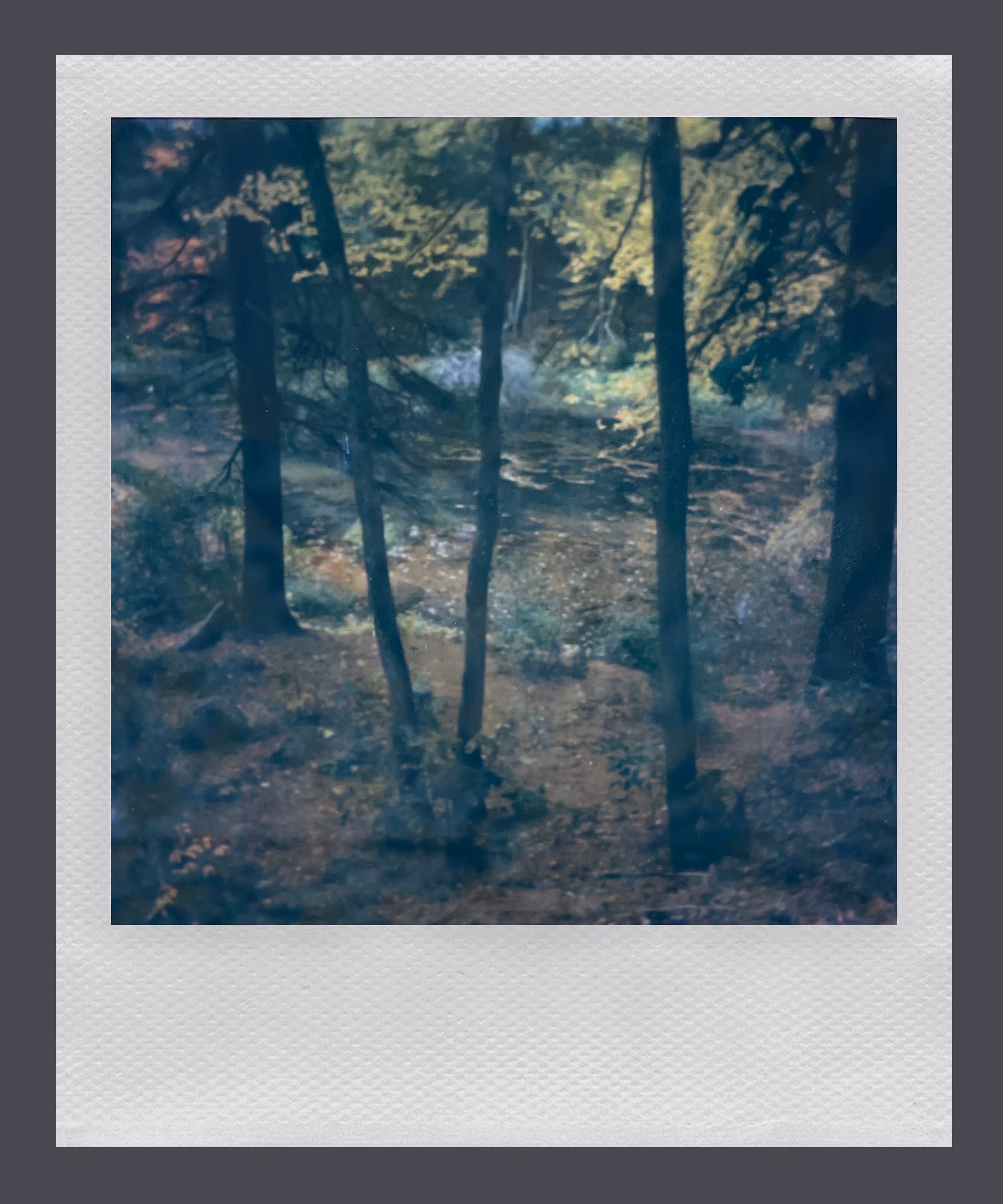 Polaroid 6/8